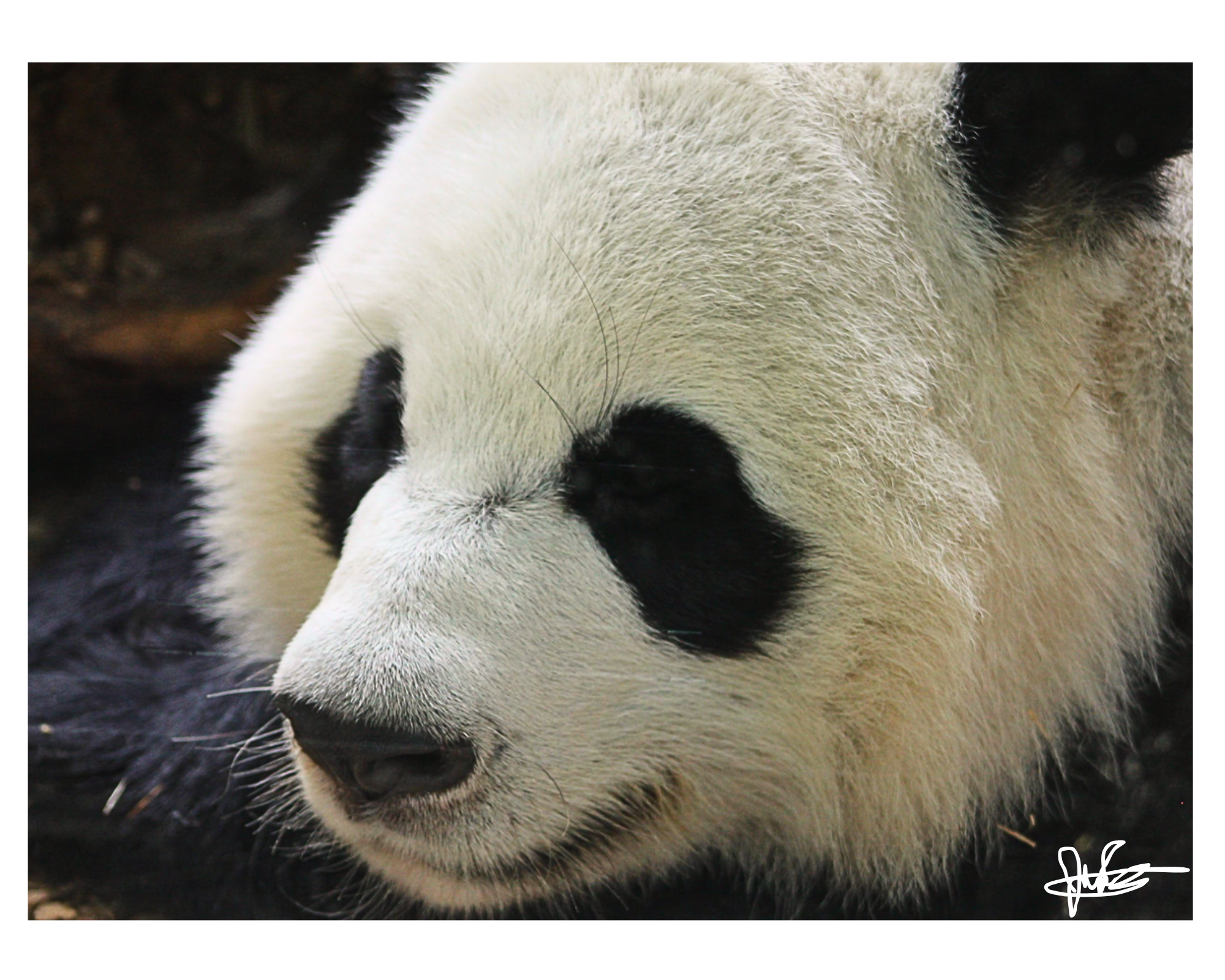 16 X 20" Print "Sleeping Giant"