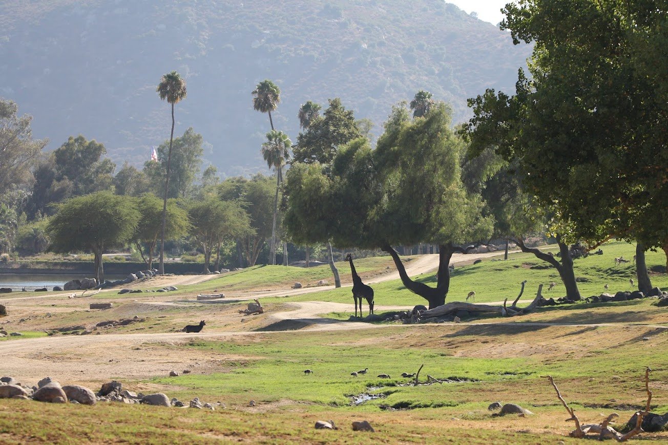 sdzsp african plains.jpg