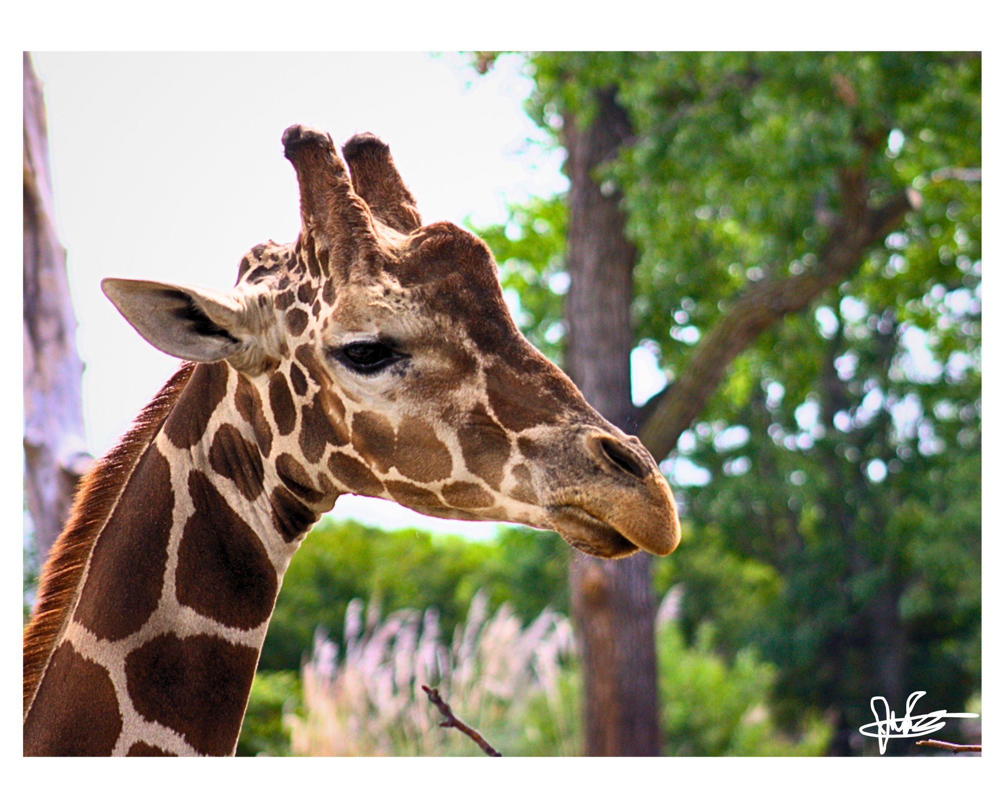 16 X 20" Print "Glimpse from Above"