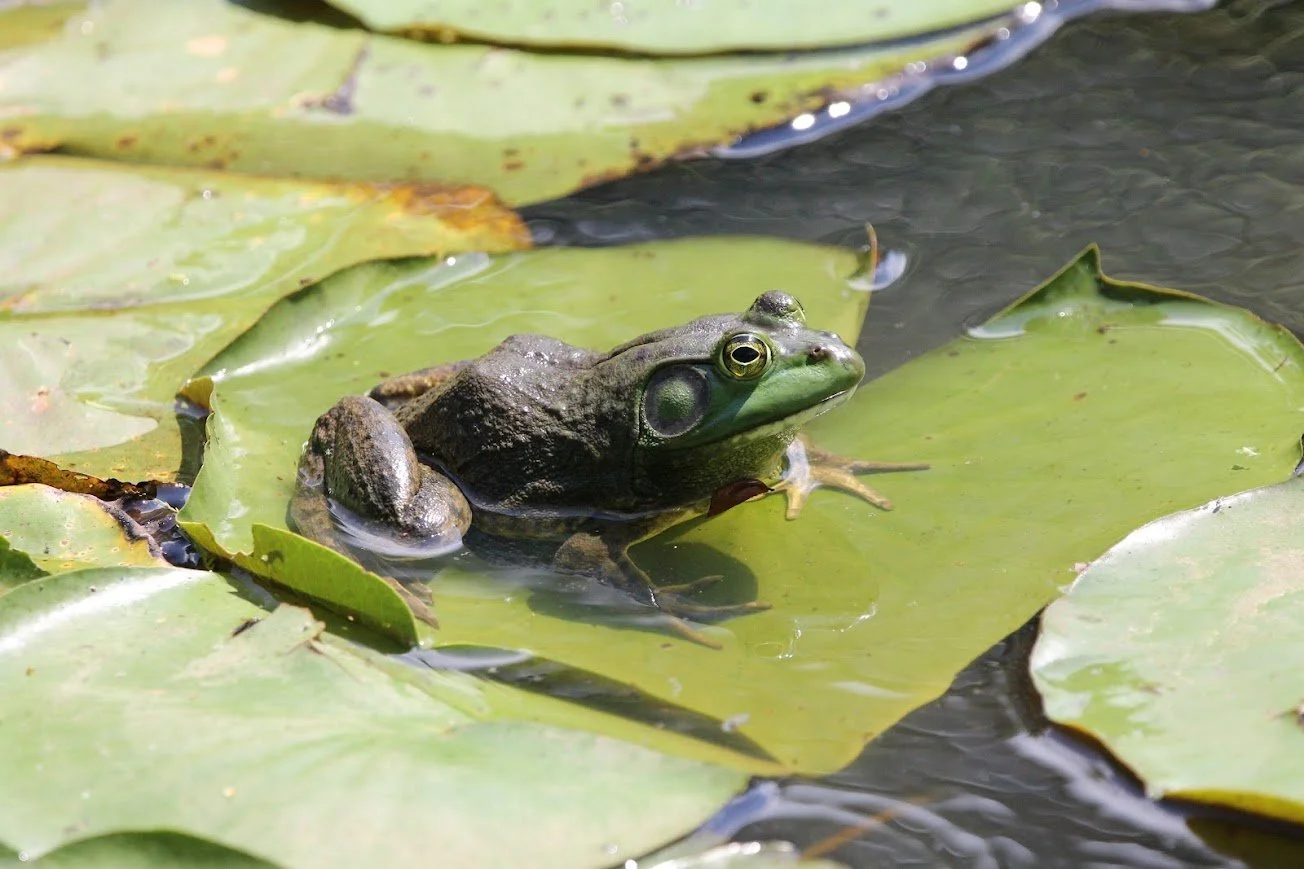 lrsh american bullfrog.jpg