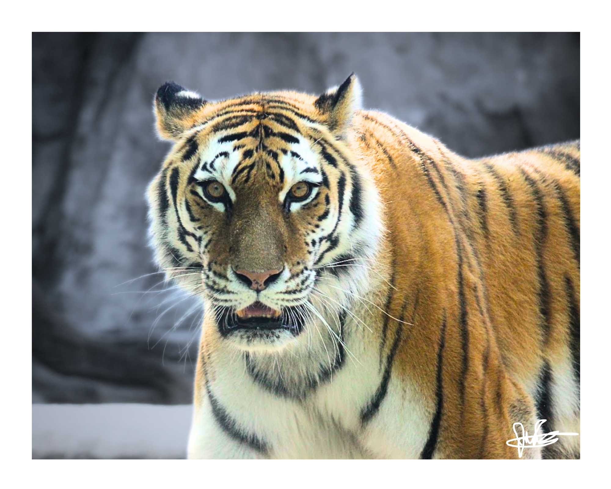 16 X  20" Print "Don't Blink"