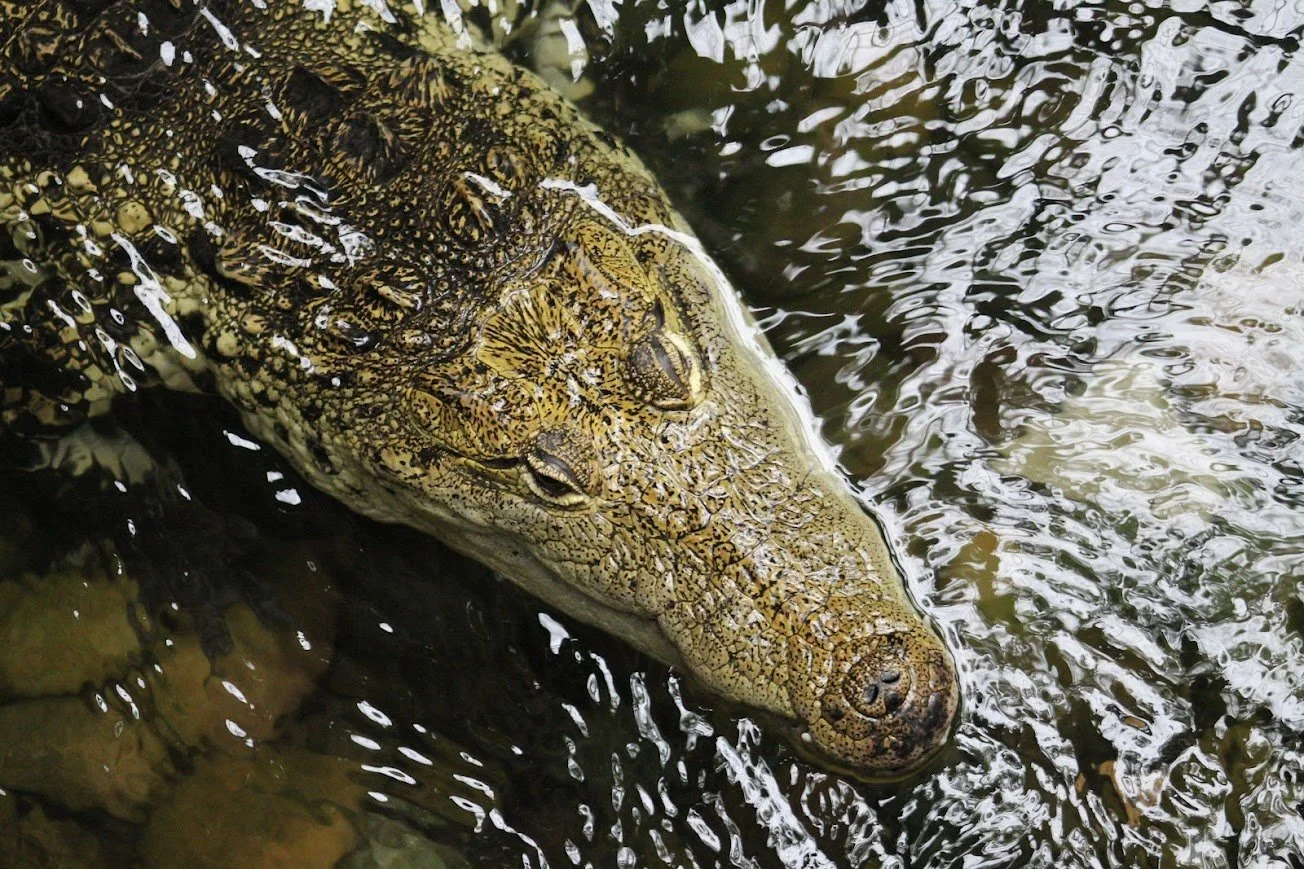 dwa morlets crocodile.jpg