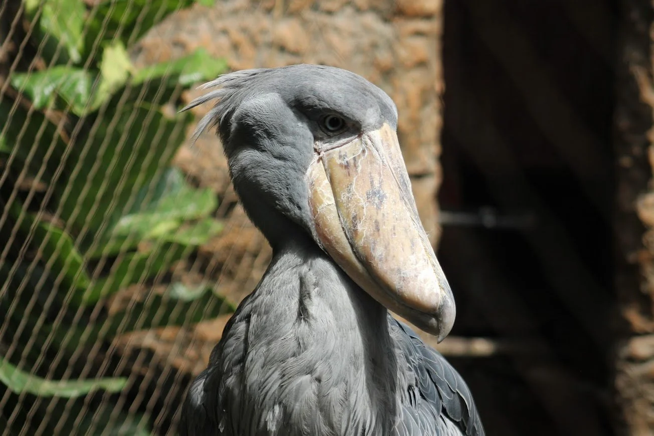 dwa shoebill stork.jpg