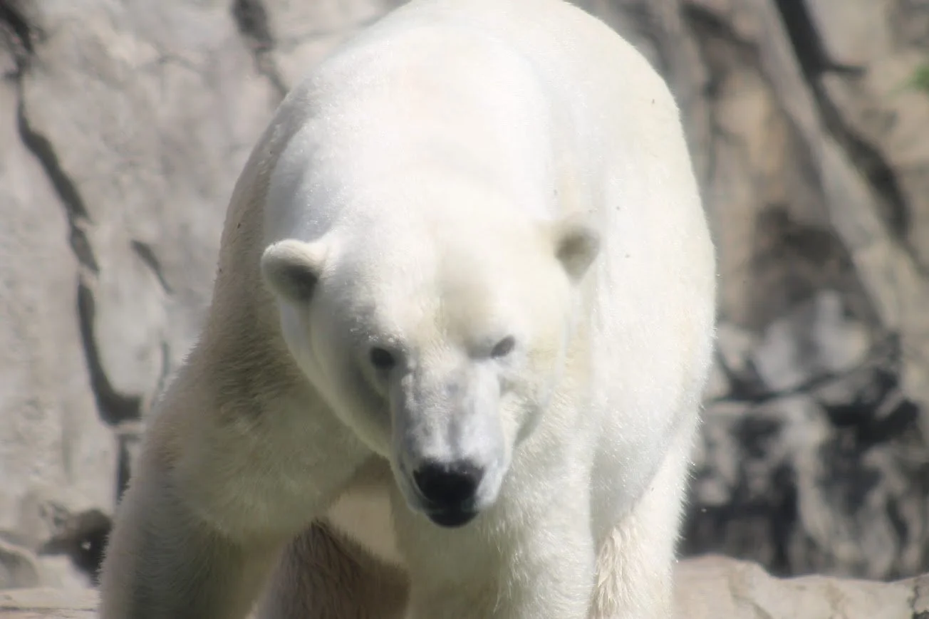 bzc polar bear.jpg