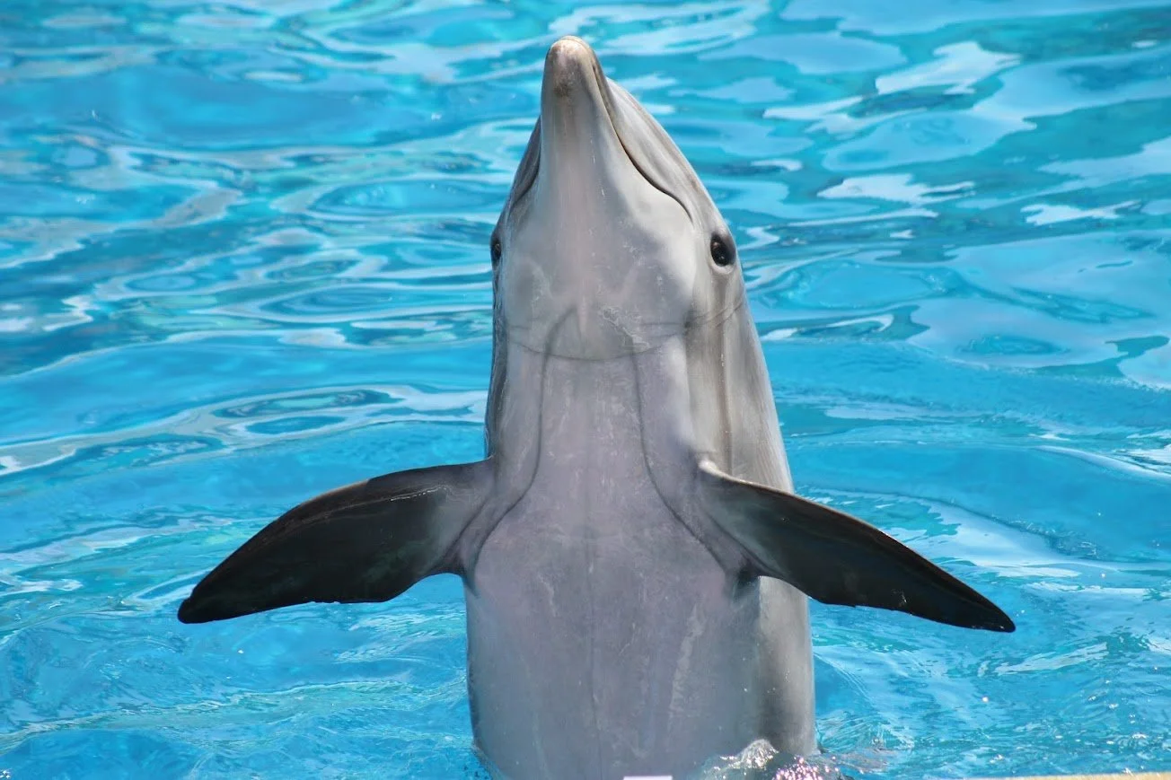 swsd bottlenose dolphin.jpg