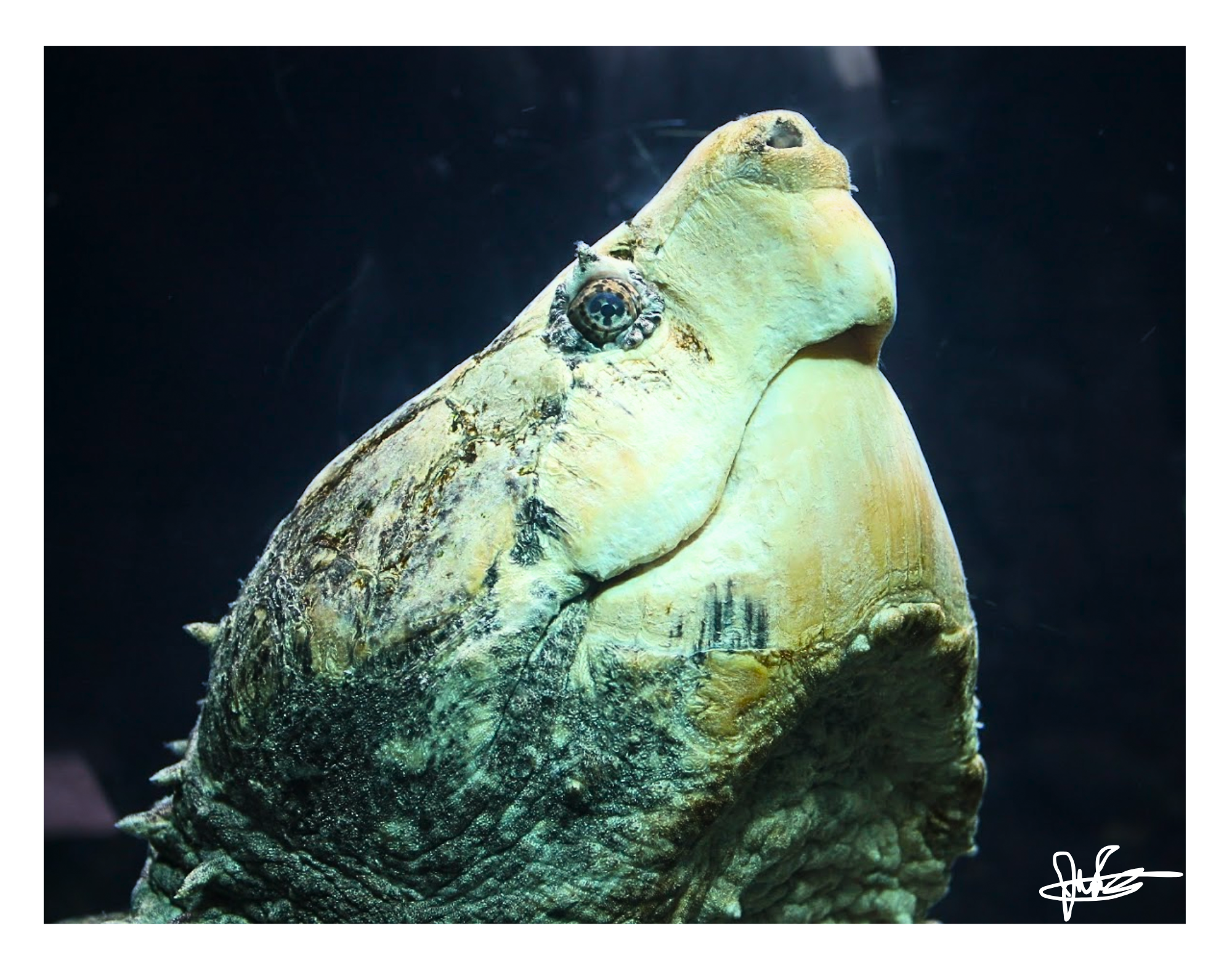 11 X 14" Print "Dark Waters"