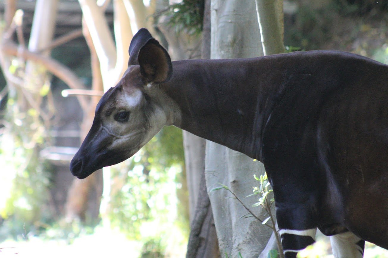 sdz okapi.jpg