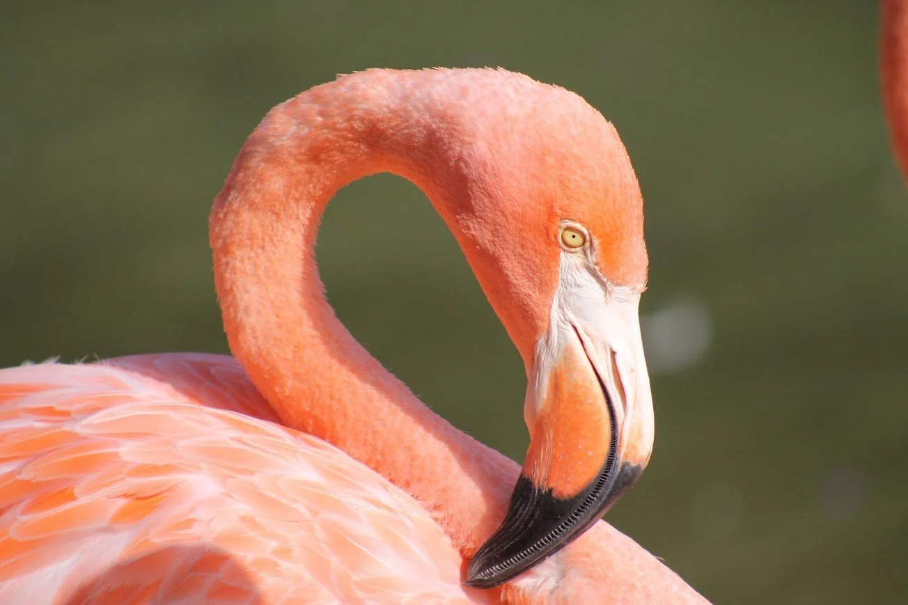 sdz american flamingo.jpg