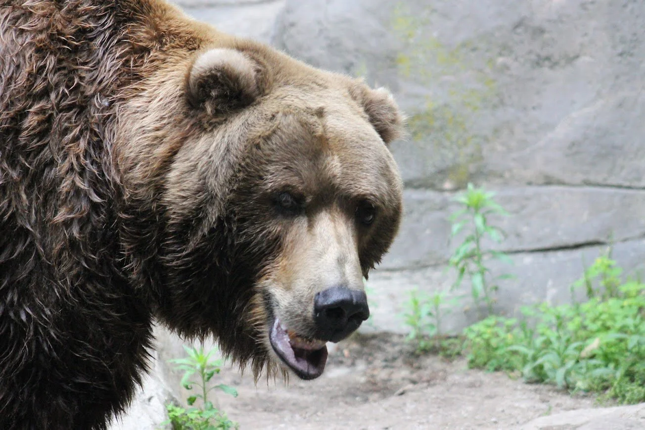 jbz grizzly bear.jpg