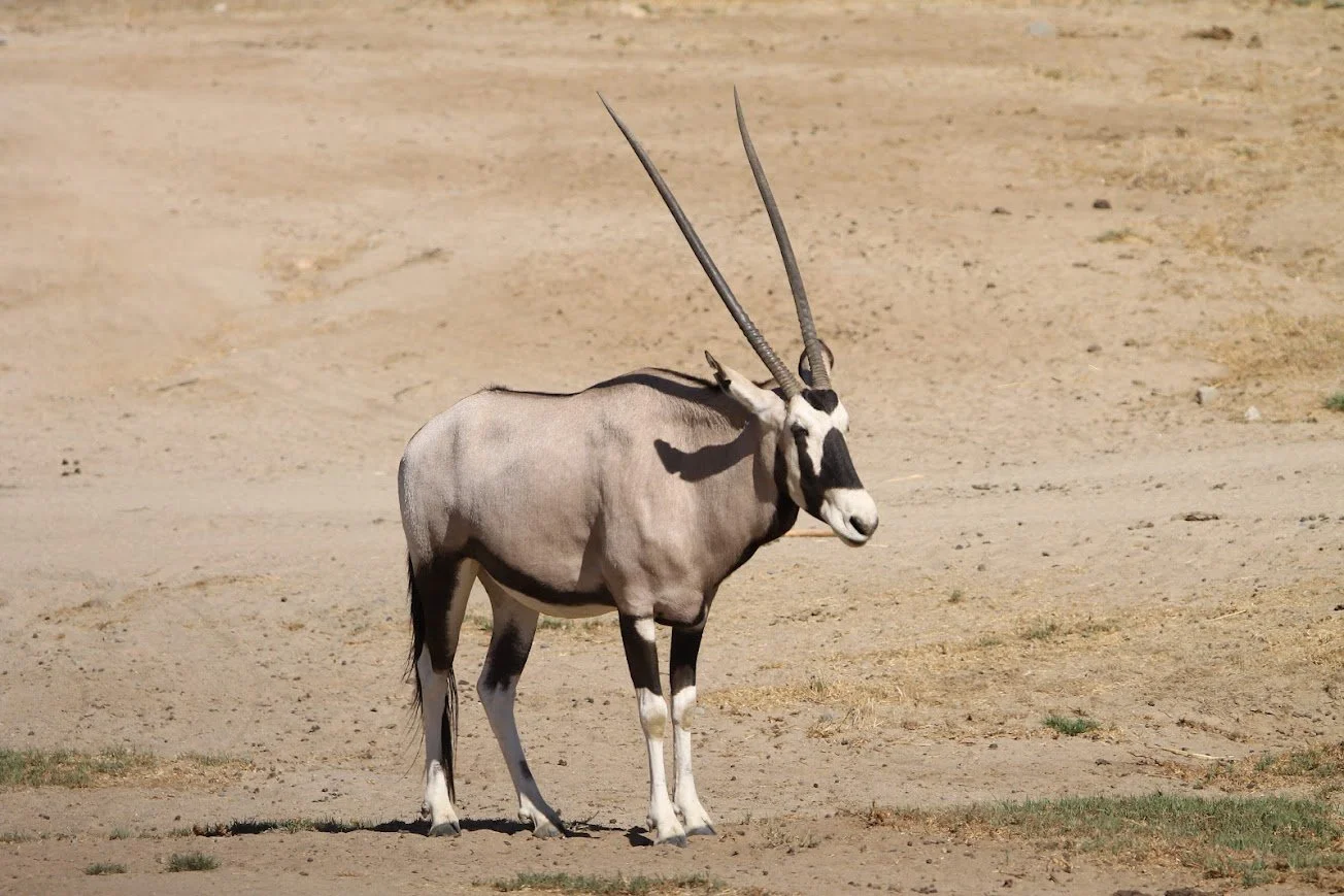 sdzsp gemsbok.jpg