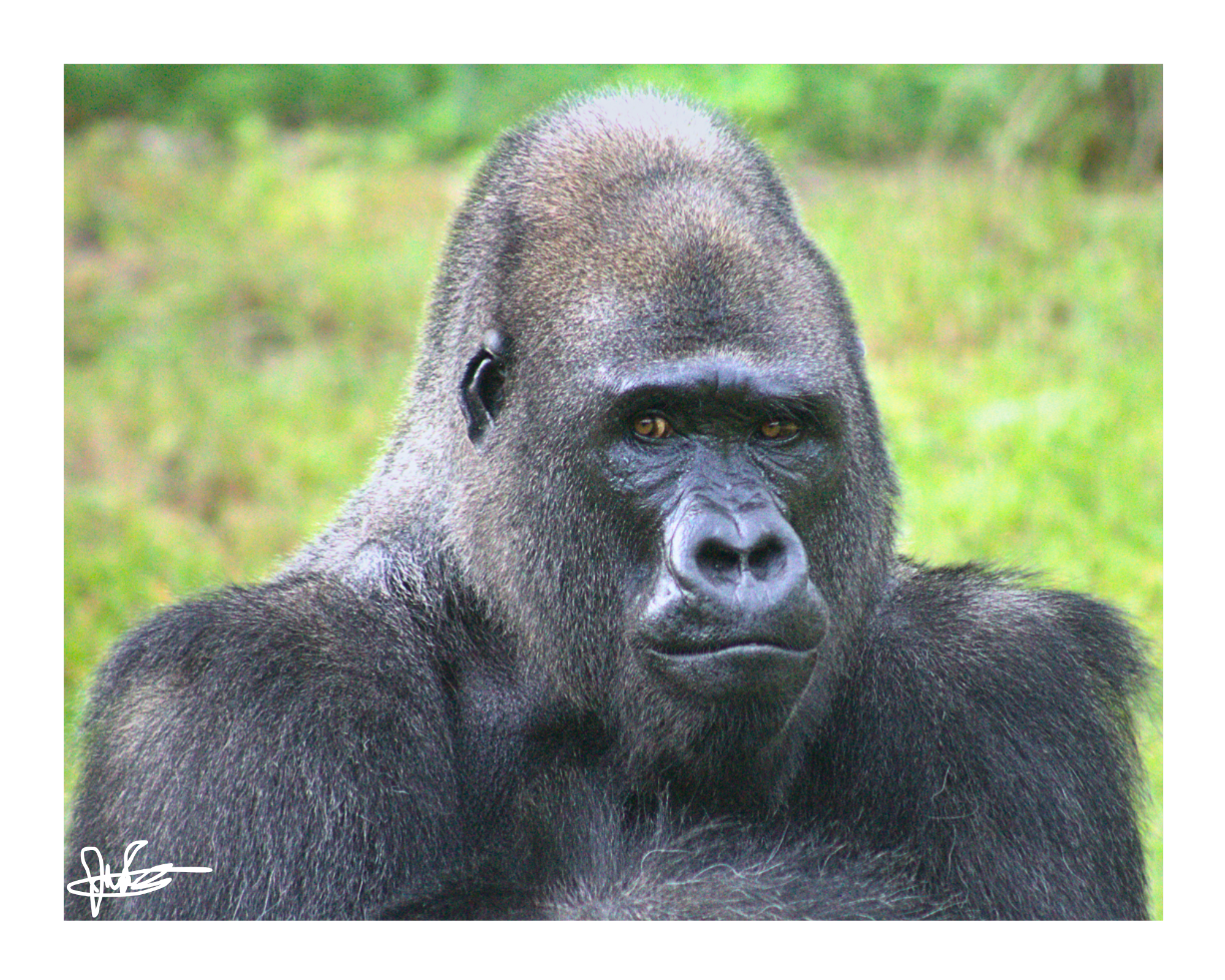 16 X 20" Print "Primate Profile"