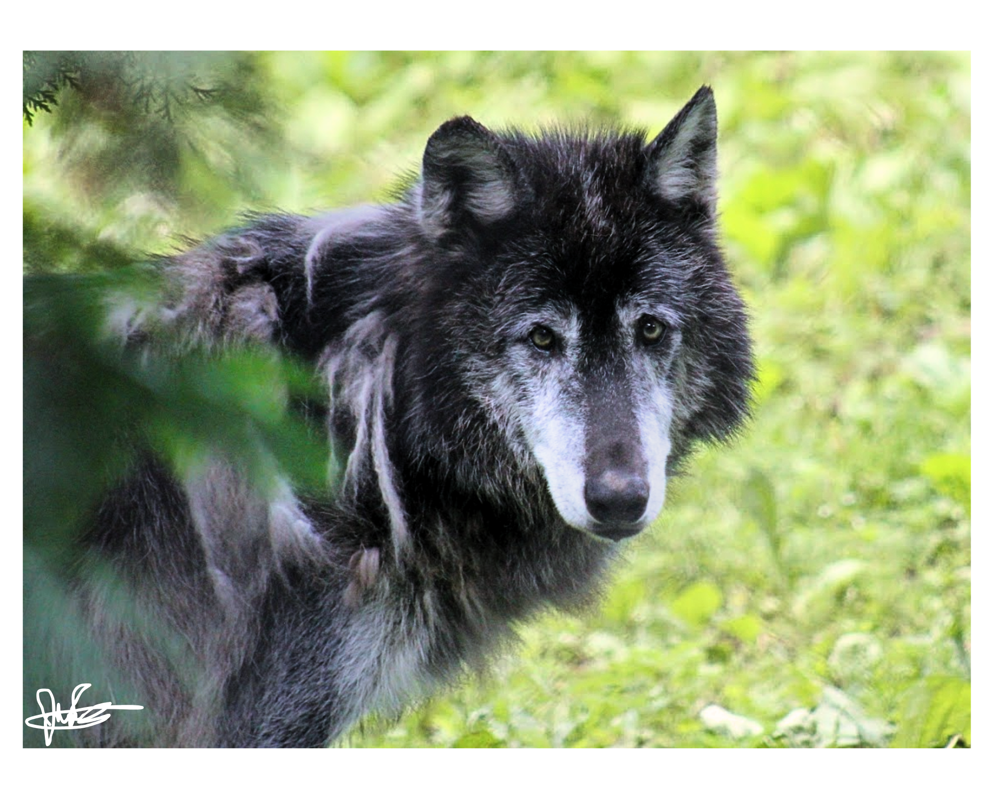 16 X 20" Print "Big Bad"