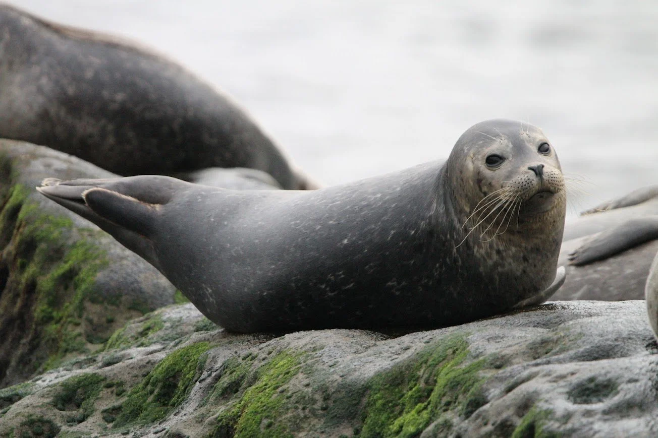 ljc harbor seal.jpg