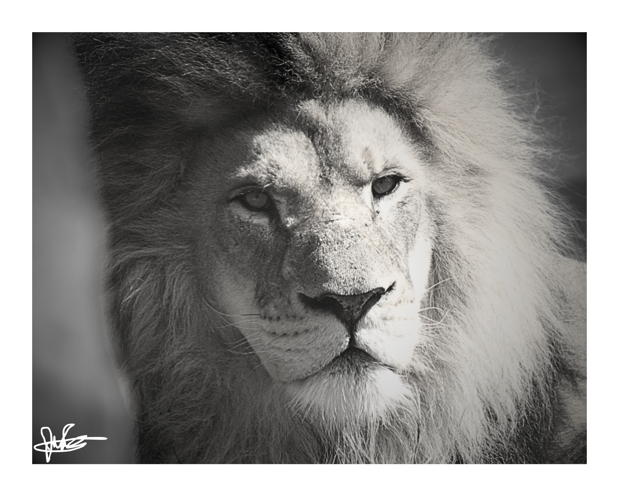 16 X 20" Print "King's Gaze B&W"