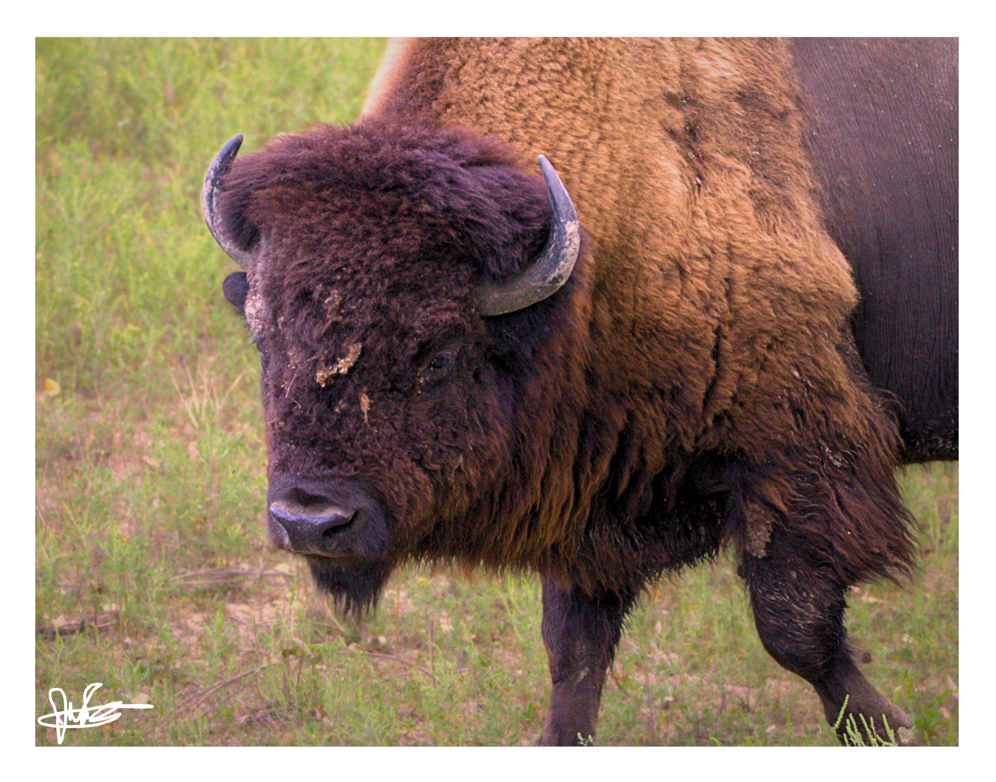 11 X 14" Print "Face of the Prairie"