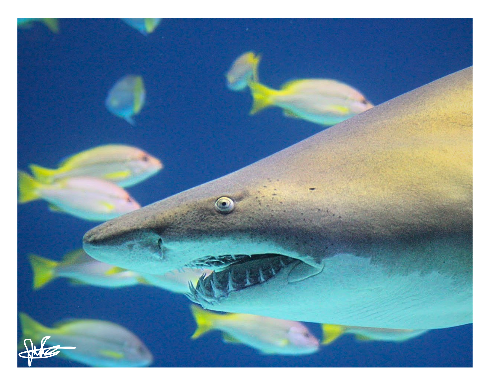 11 x 16" Print "Toothy"