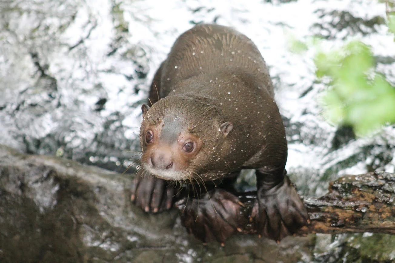dwa giant river otter.jpg