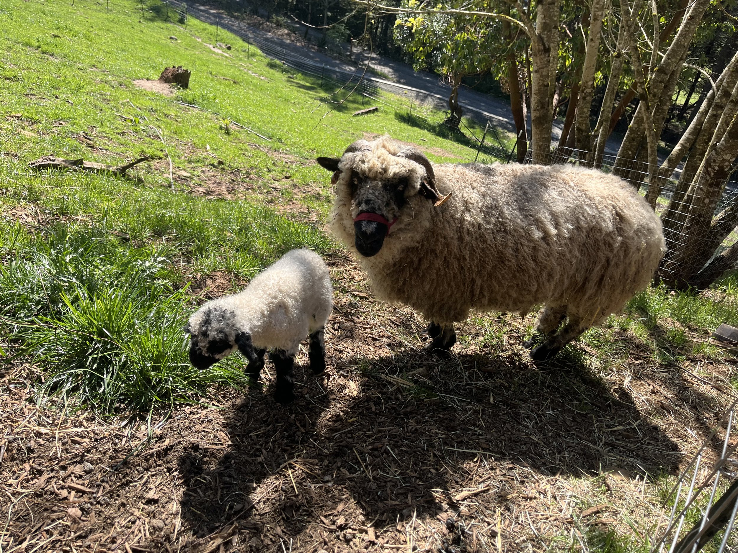 F2 Wether Lamb and F1 Ewe mom