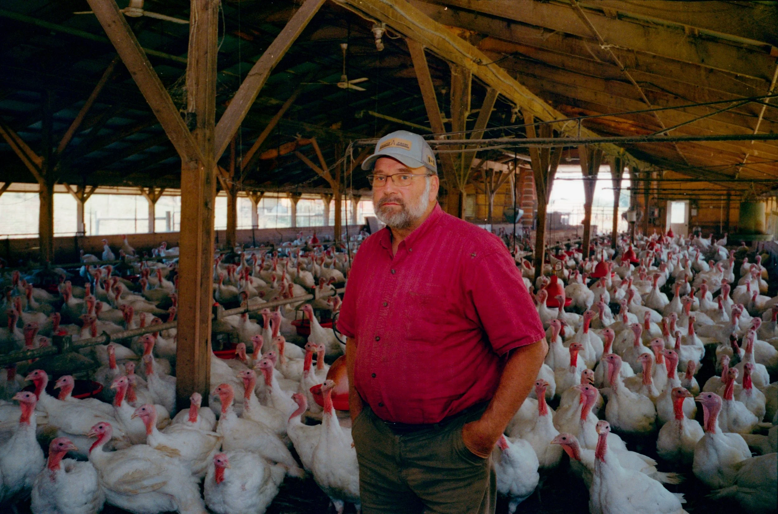 Roman - Turkeys.jpeg