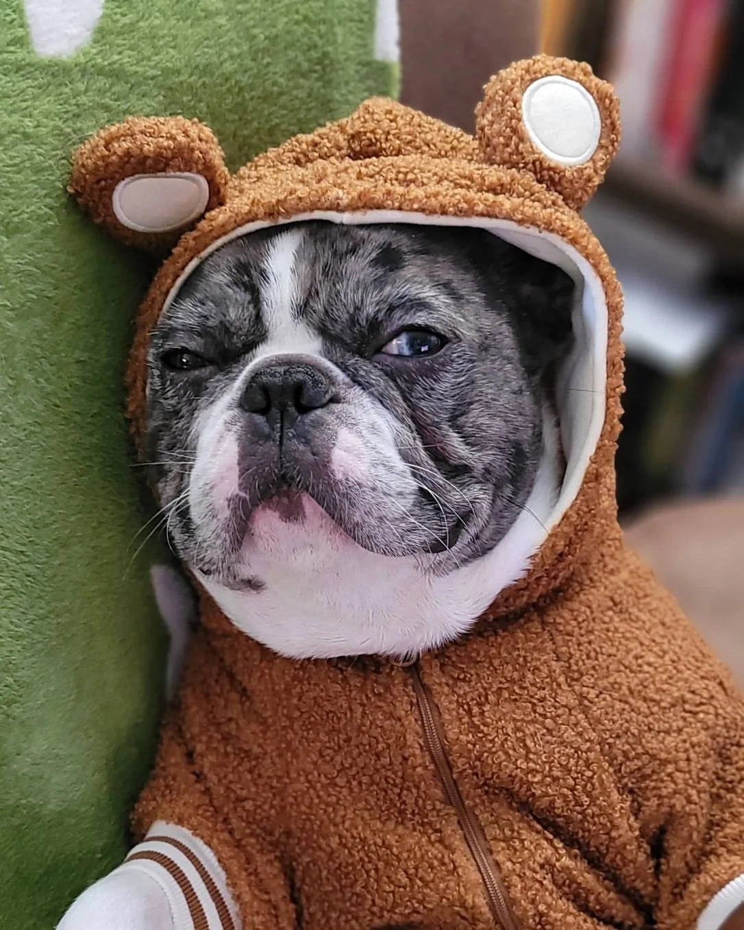 A dog wearing a bear costume hoodie, with one eye partially closed, sitting against a green background.