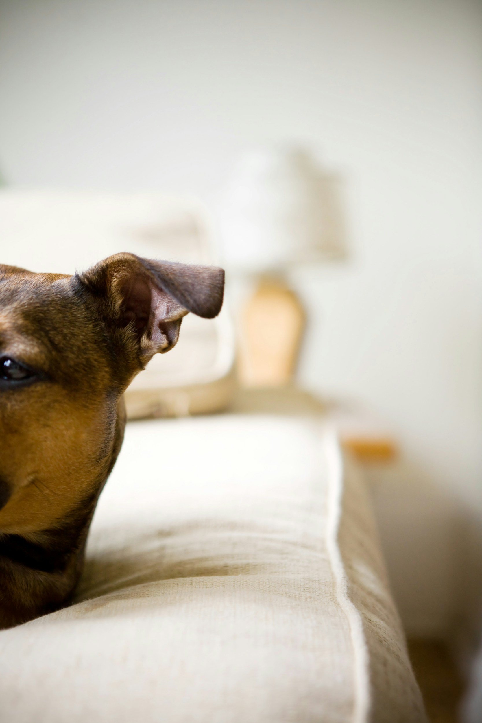 Close-up of a brown dog's face and ear, with part of a cream-colored bed or blanket and a blurred background including a lamp.