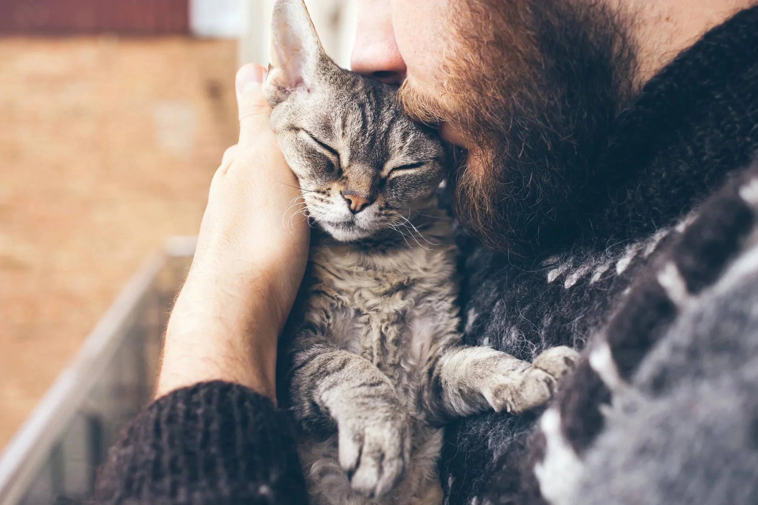 A person with a beard gently kissing and holding a gray tabby kitten with closed eyes.
