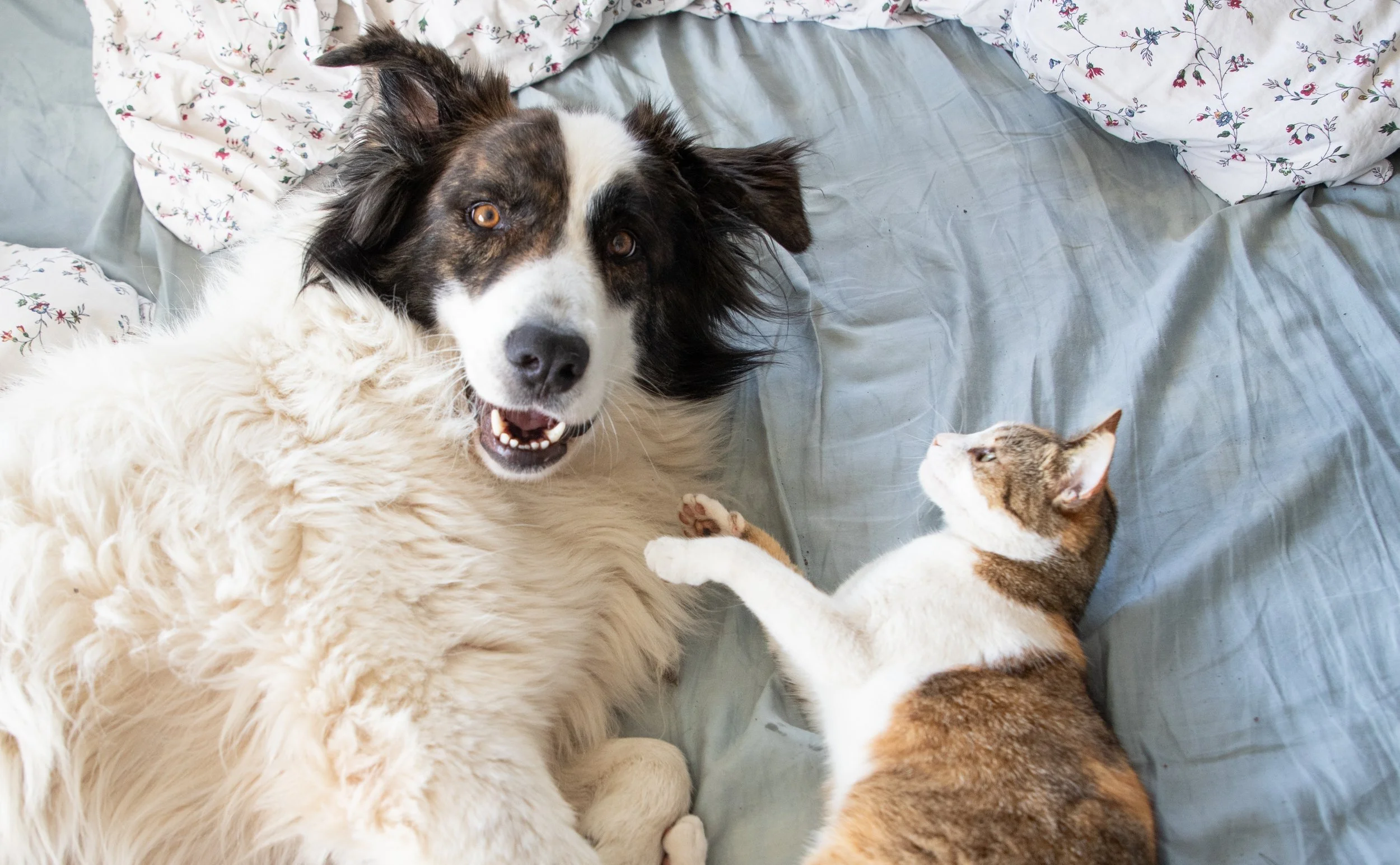 A happy Border Collie dog lying on a bed with its mouth open, next to a small calico cat with its paw on the dog's chest, both on a gray bedsheet and floral patterned pillows.