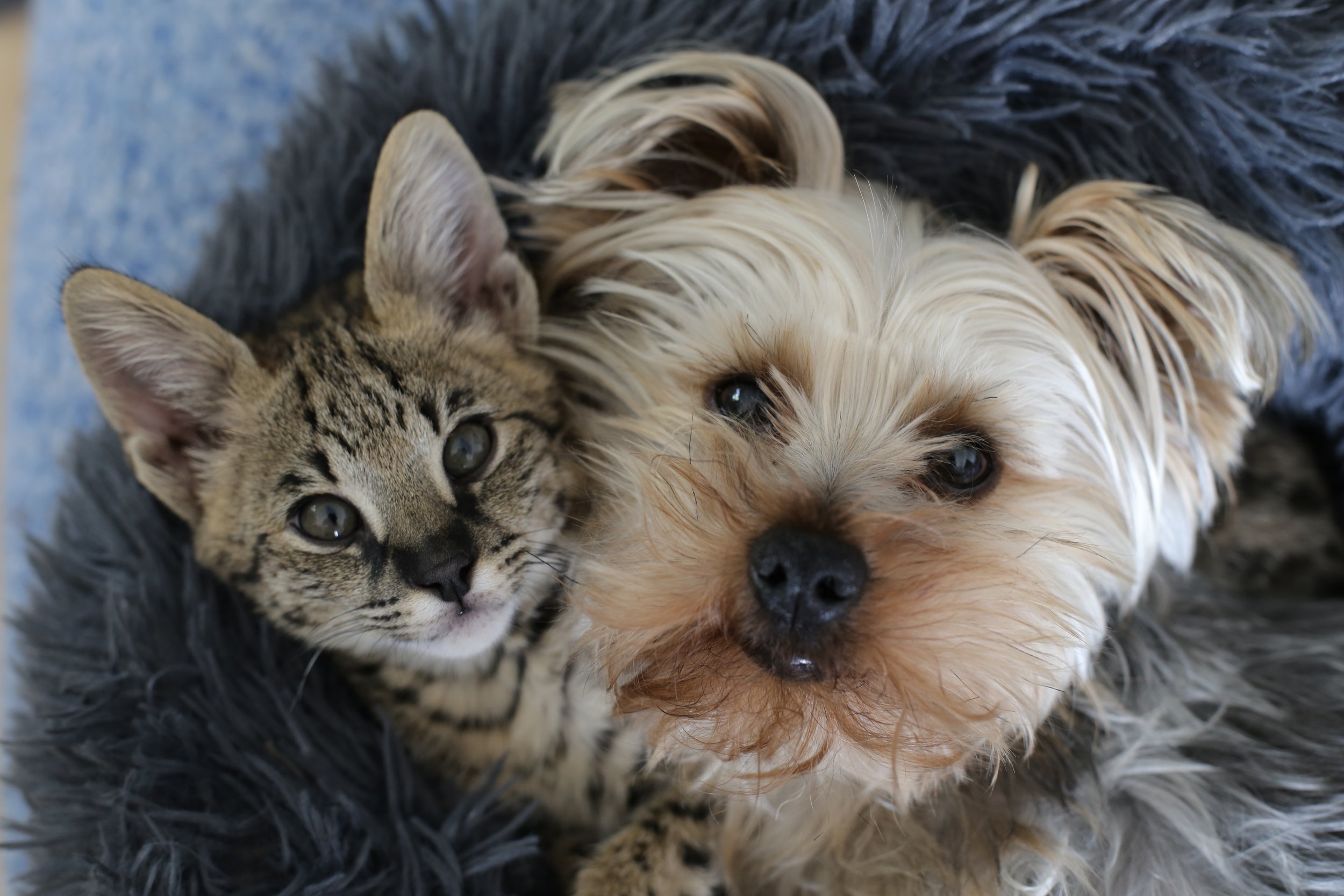 Close-up of a kitten and a small dog lying together on a fuzzy blanket.