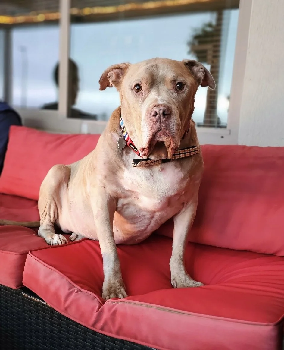 In the event that a pet parent, guardian or owner passes away or dies, Companion Legacy Partners makes sure your pet find a home and is medically cared for for the rest of their lives.