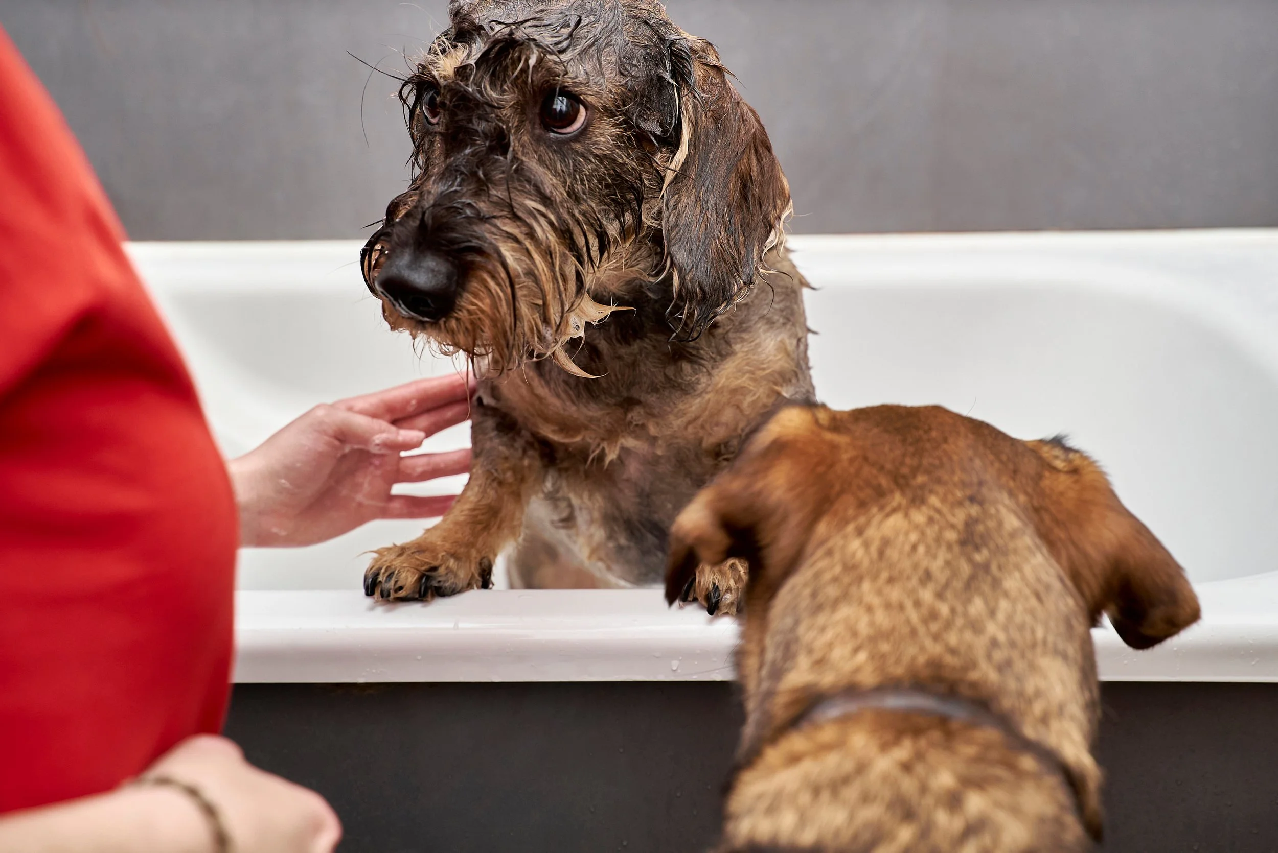 A wet dog, possibly a dachshund, is being bathed in a white tub with a person gently holding it. The background shows a grey wall.