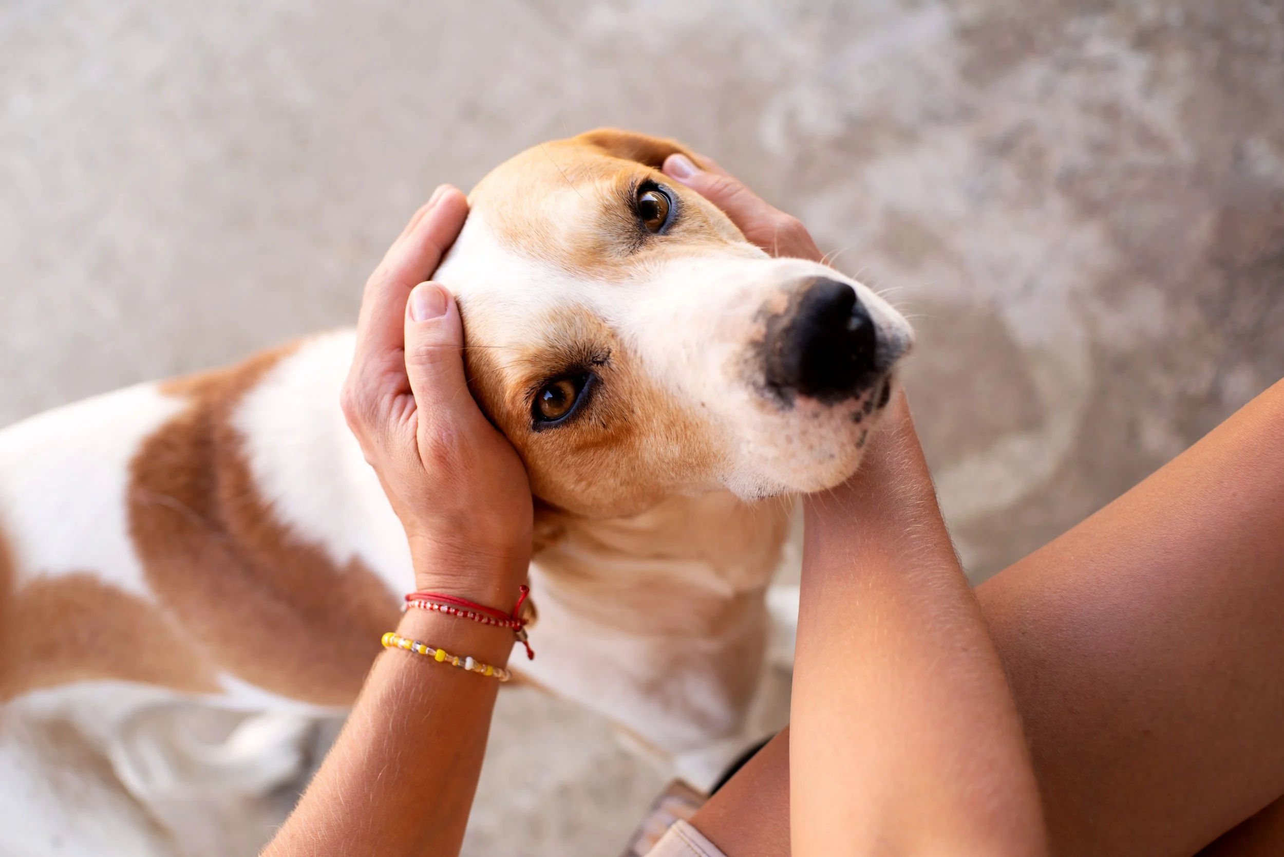 Person petting a brown and white dog with expressive eyes.