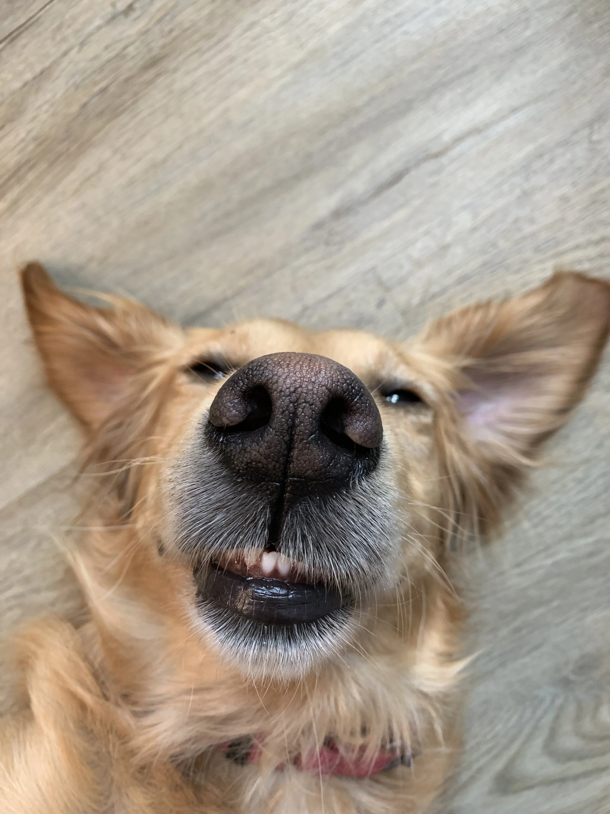 Tell us Everything About Your Loved up Pets