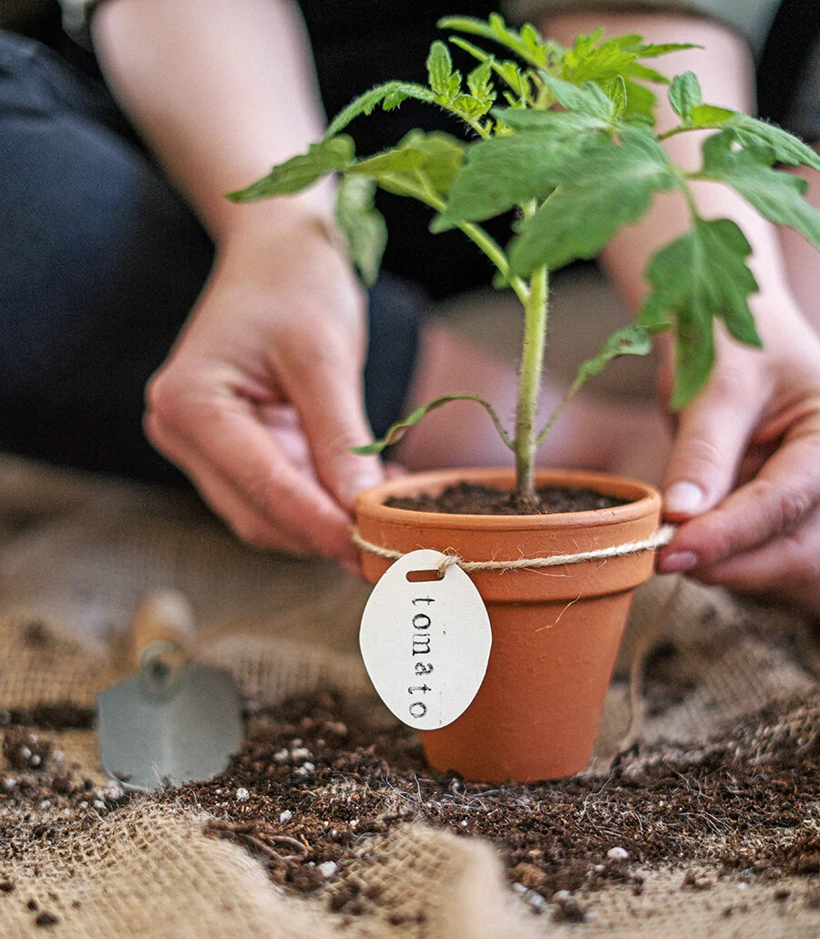 Vegetable Planting Workshop