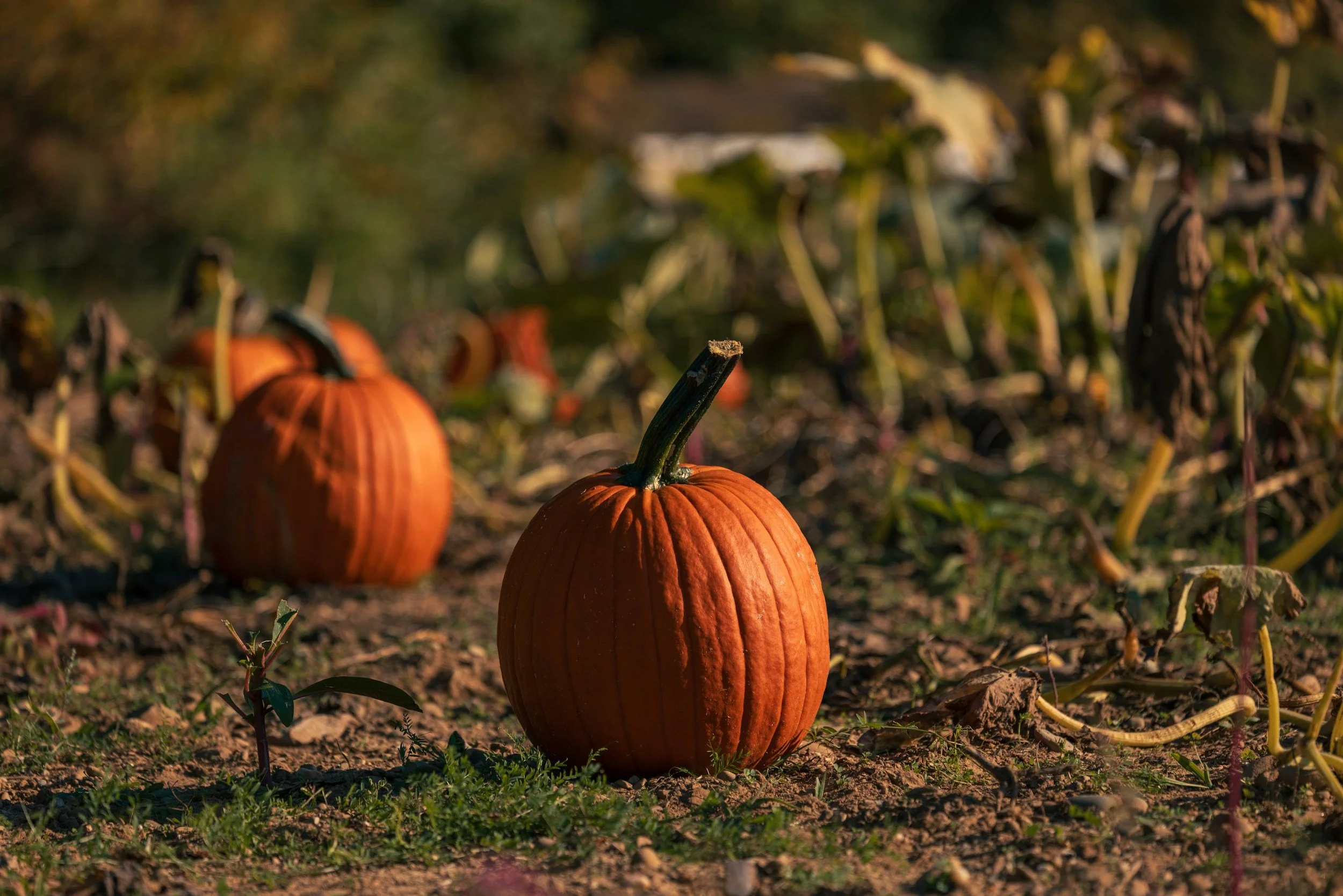 Pumpkins in the Park