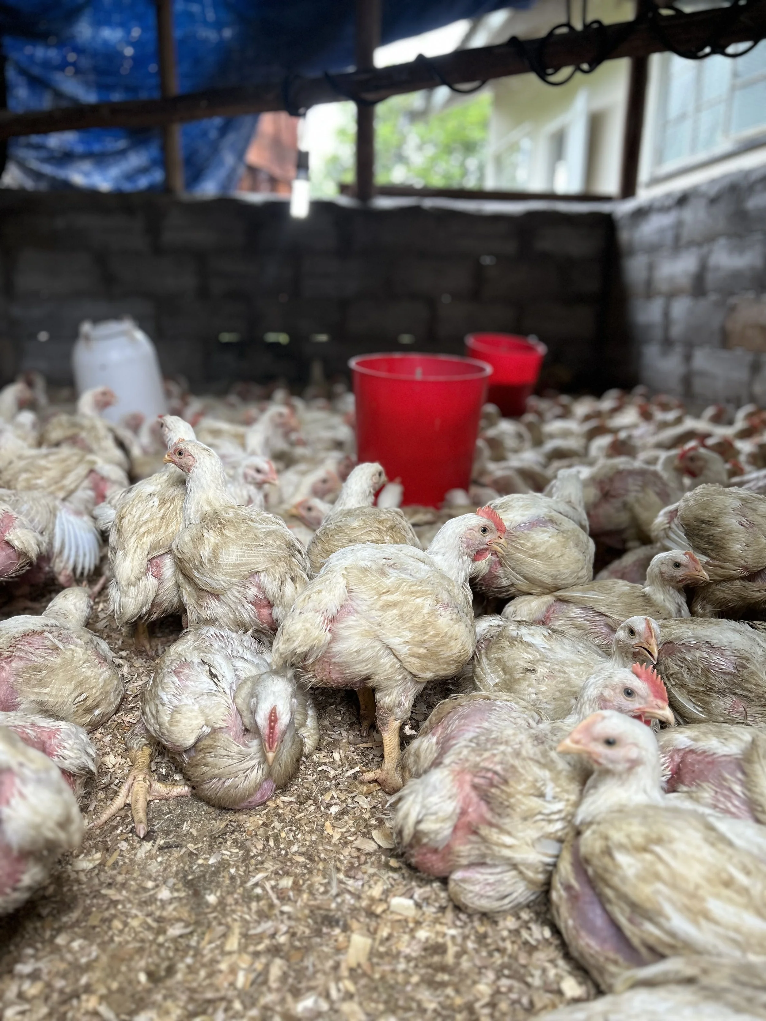 WANNA BUY A CHICKEN?