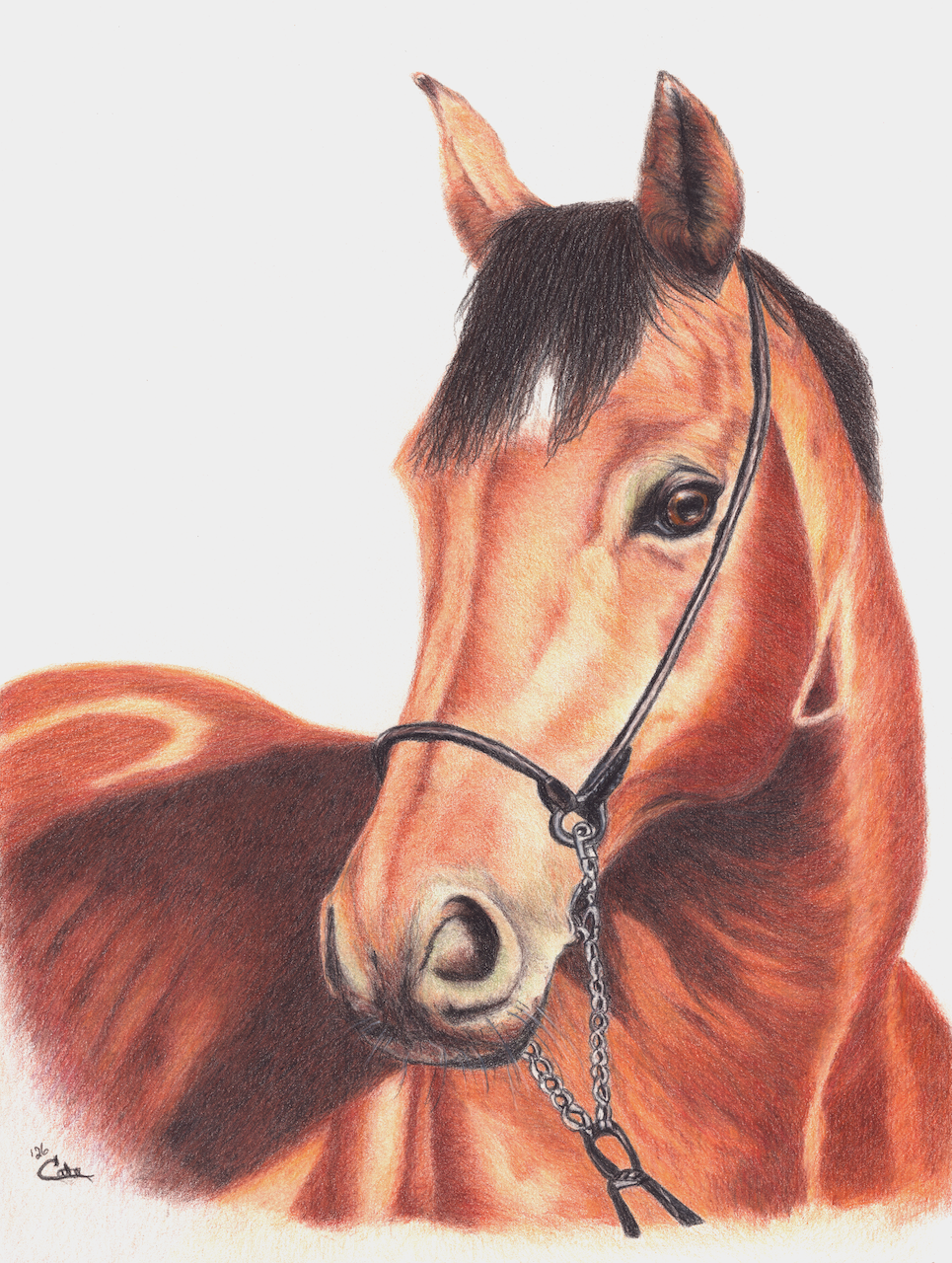 Toby - Colored Pencil