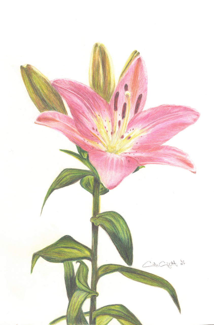 Flower from Unsplash copy.png