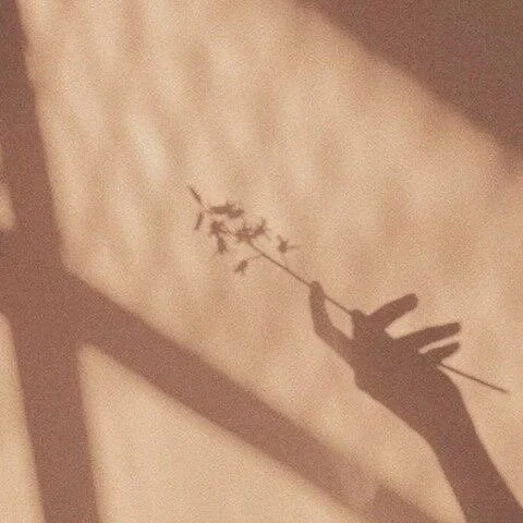 Shadow of a hand holding a small branch with leaves, cast on a wall.