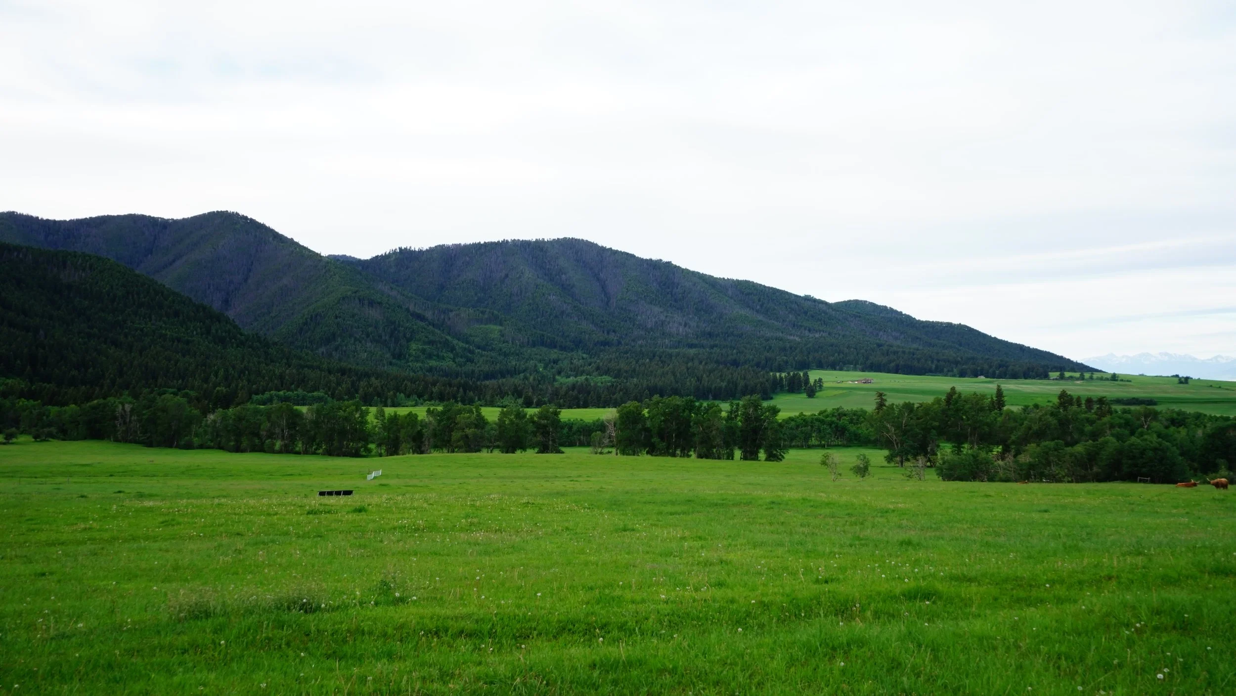 069-Bozeman-SONY ILCE-7M3-20180613.JPG