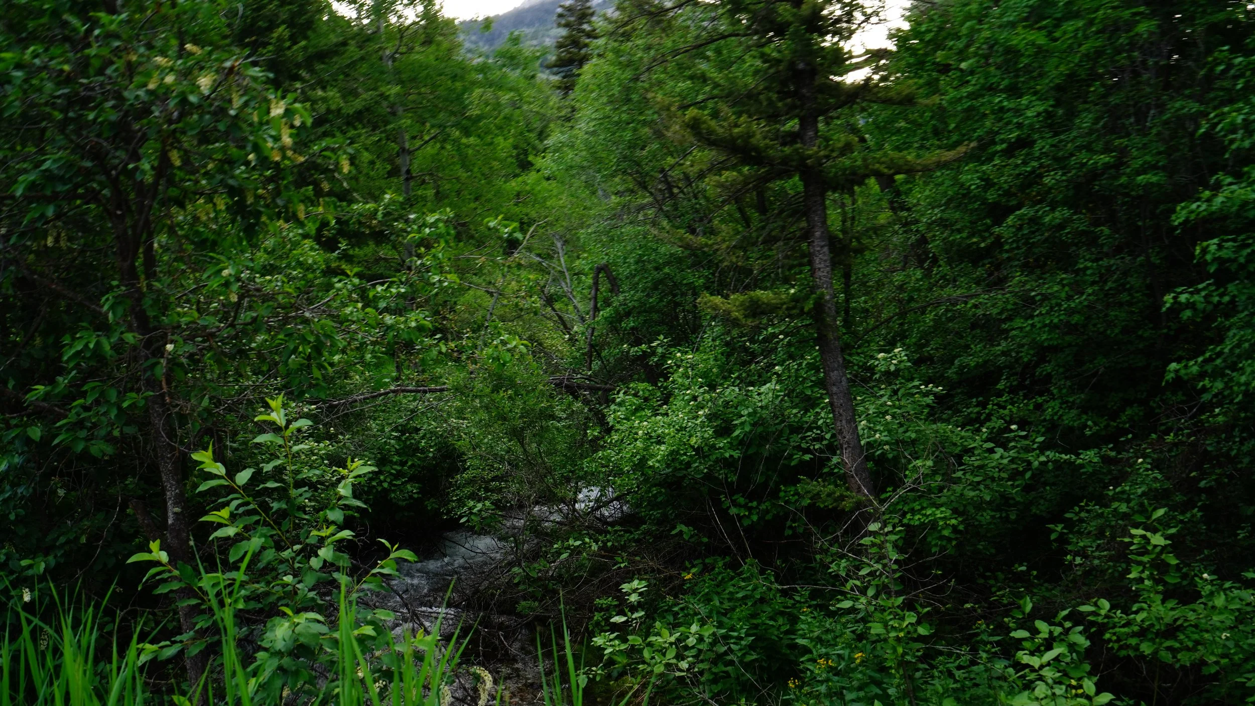 079-Bozeman-SONY ILCE-7M3-20180613.JPG