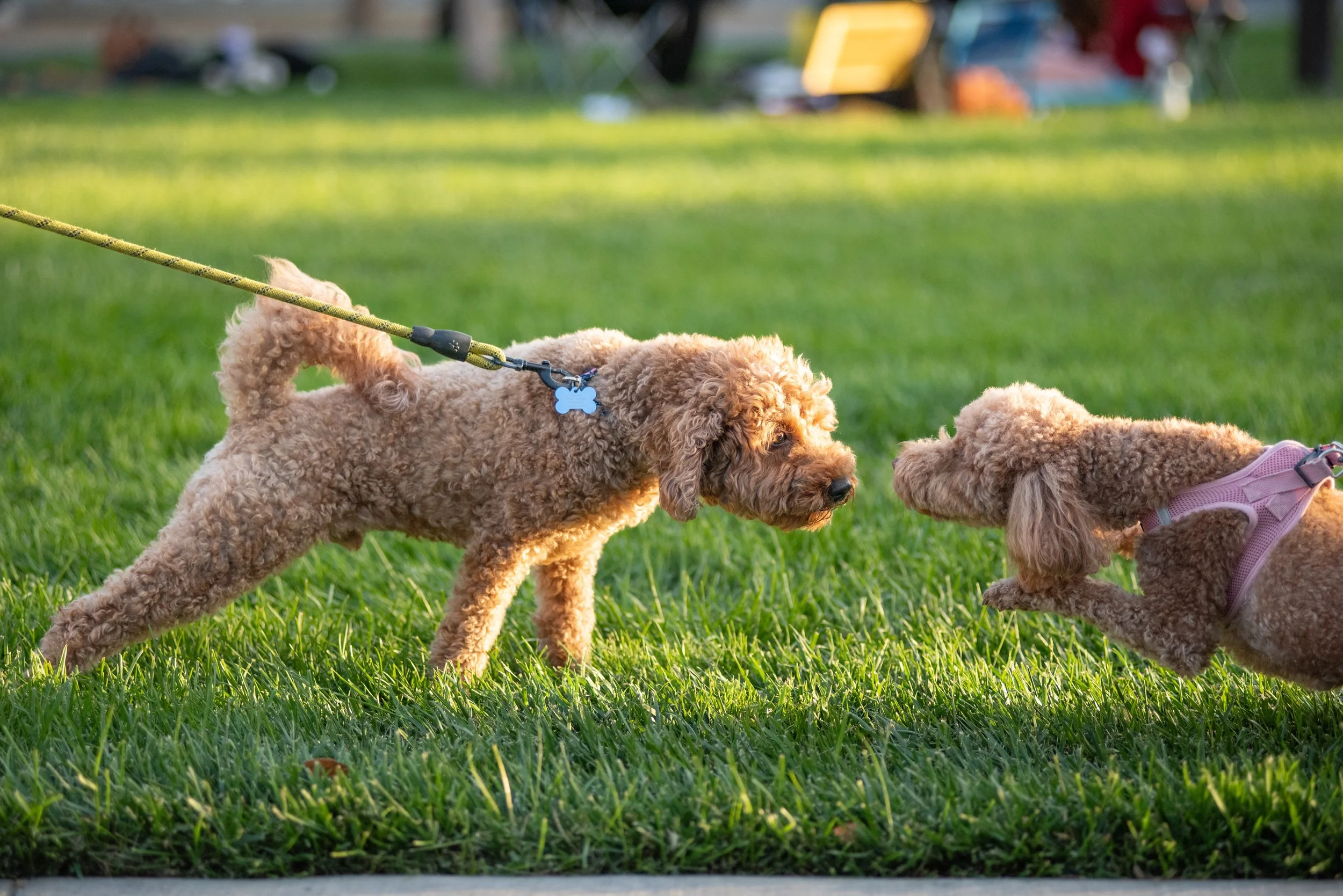 Downtown Dog Days to Launch this Summer in Fremont, CA