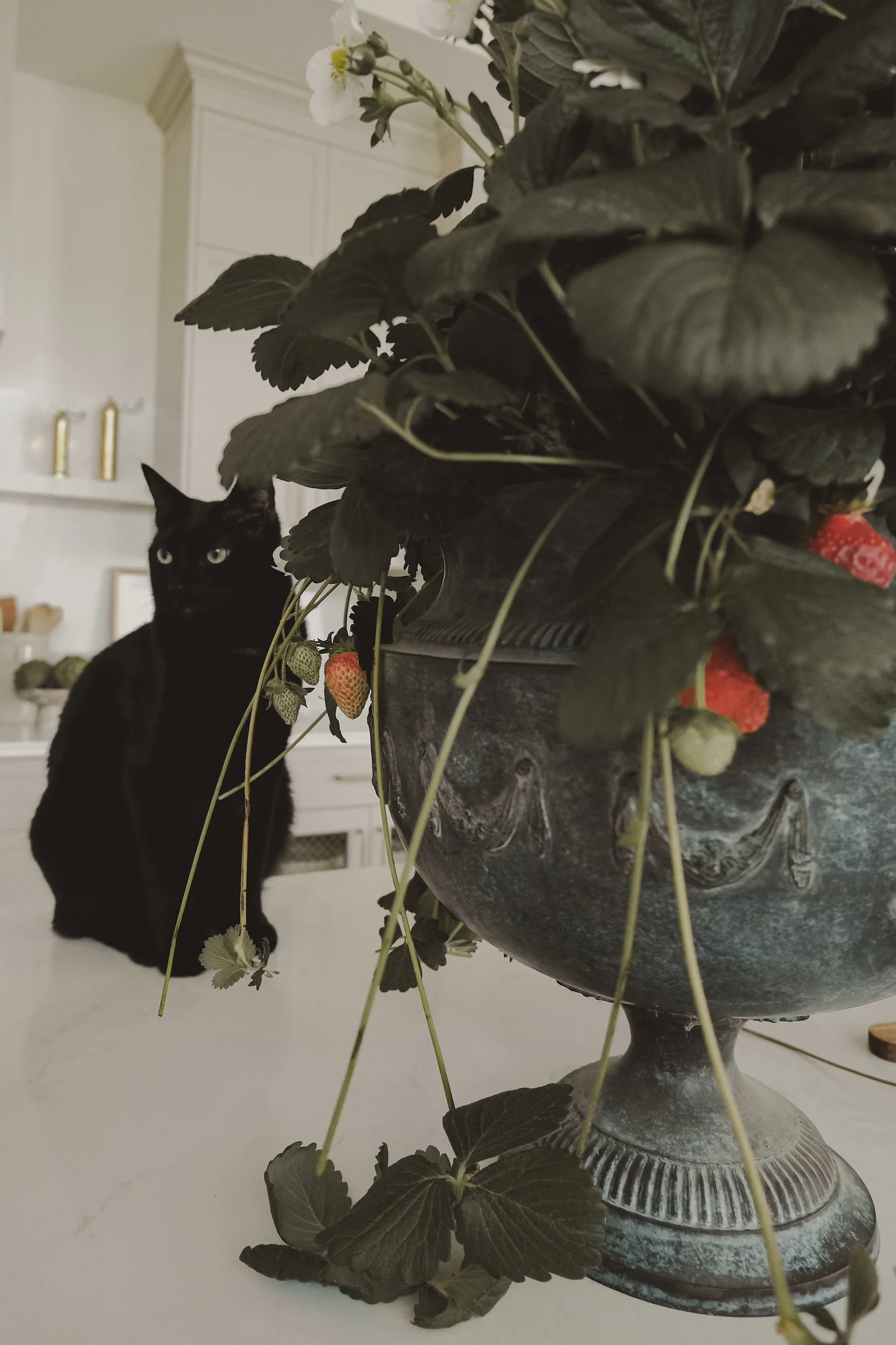 A black cat sitting behind a large stone planter filled with strawberry plants. The strawberry plants have green leaves and a few strawberries at various stages of ripeness. The background shows a white kitchen with cabinets and shelves.