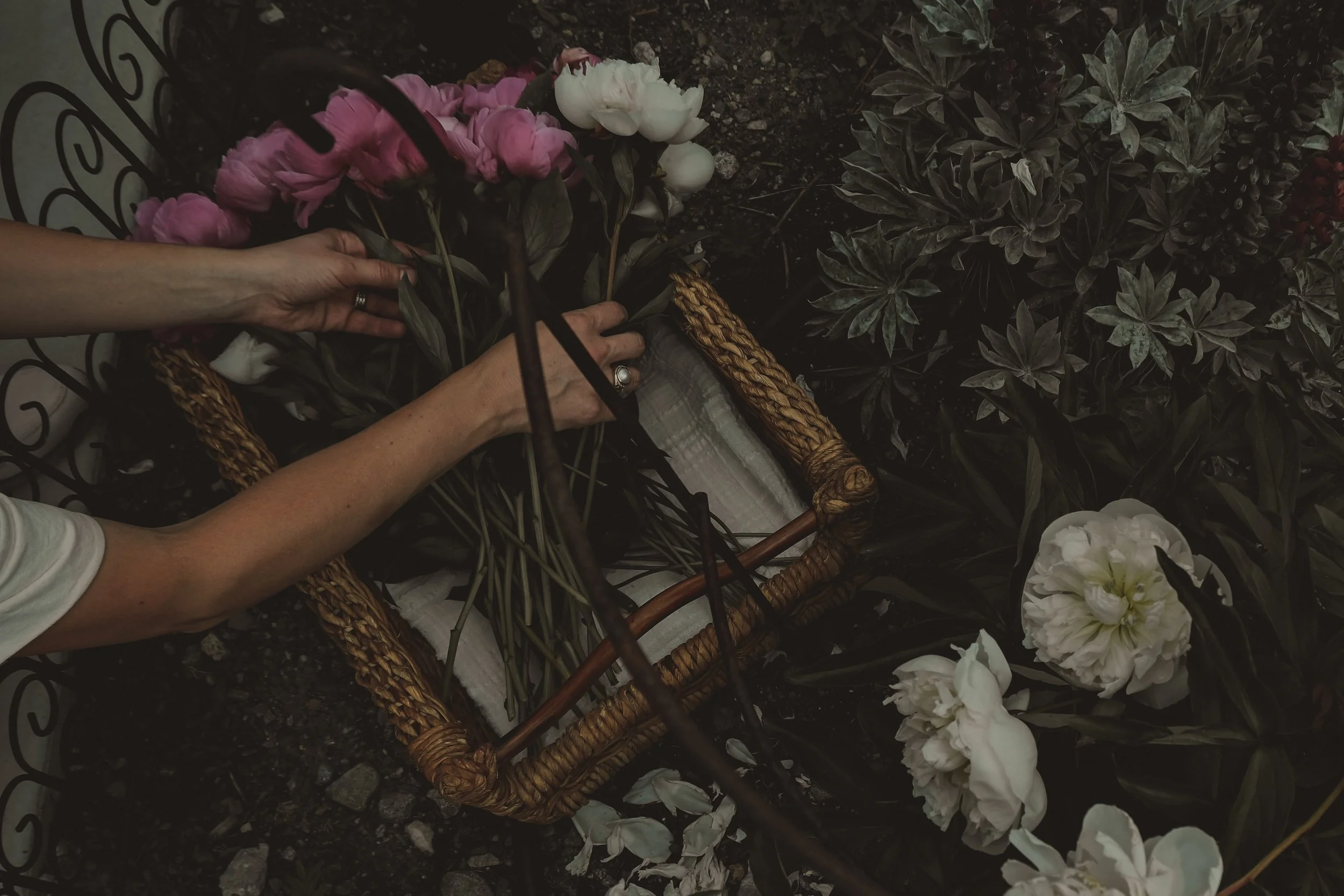 Person arranging pink and white peonies in a wicker basket on soil surrounded by dark green foliage.