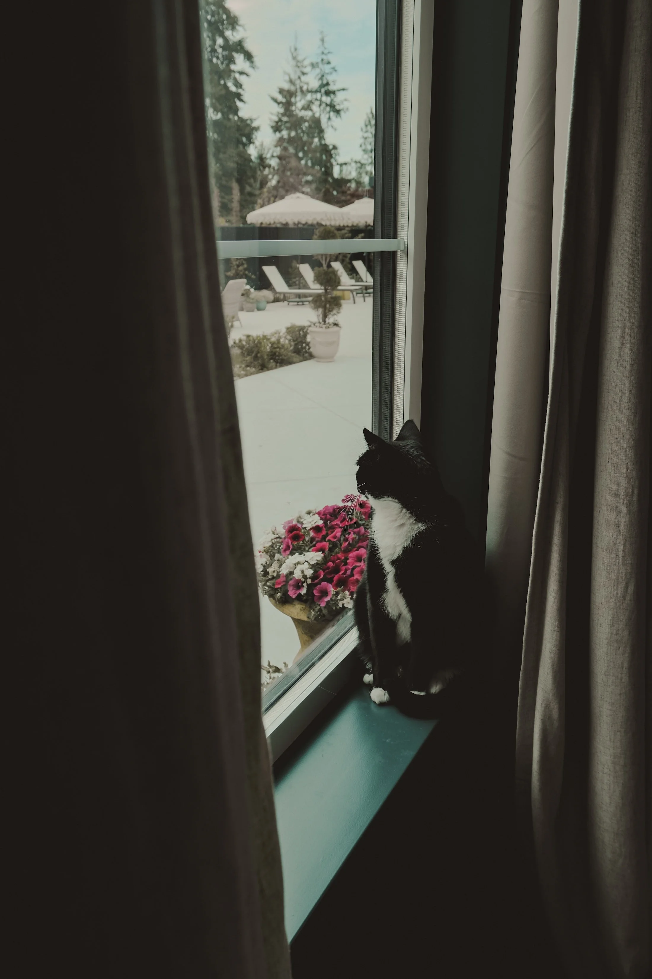 Black and white cat sitting on a windowsill, looking outside at a snow-covered patio with potted plants and outdoor furniture.