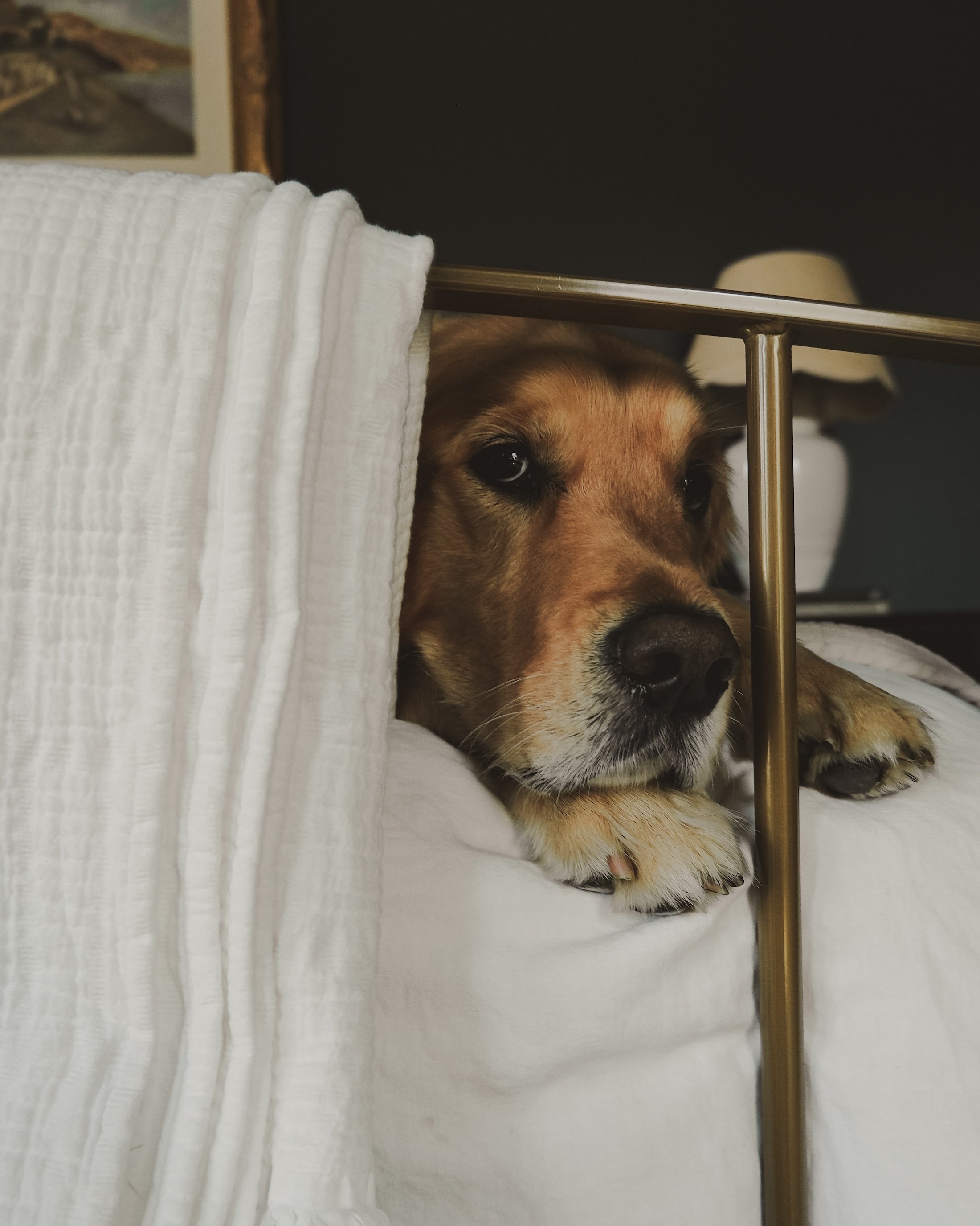 A dog resting its head and paws on a bed with a white blanket, looking through a metal bed frame.