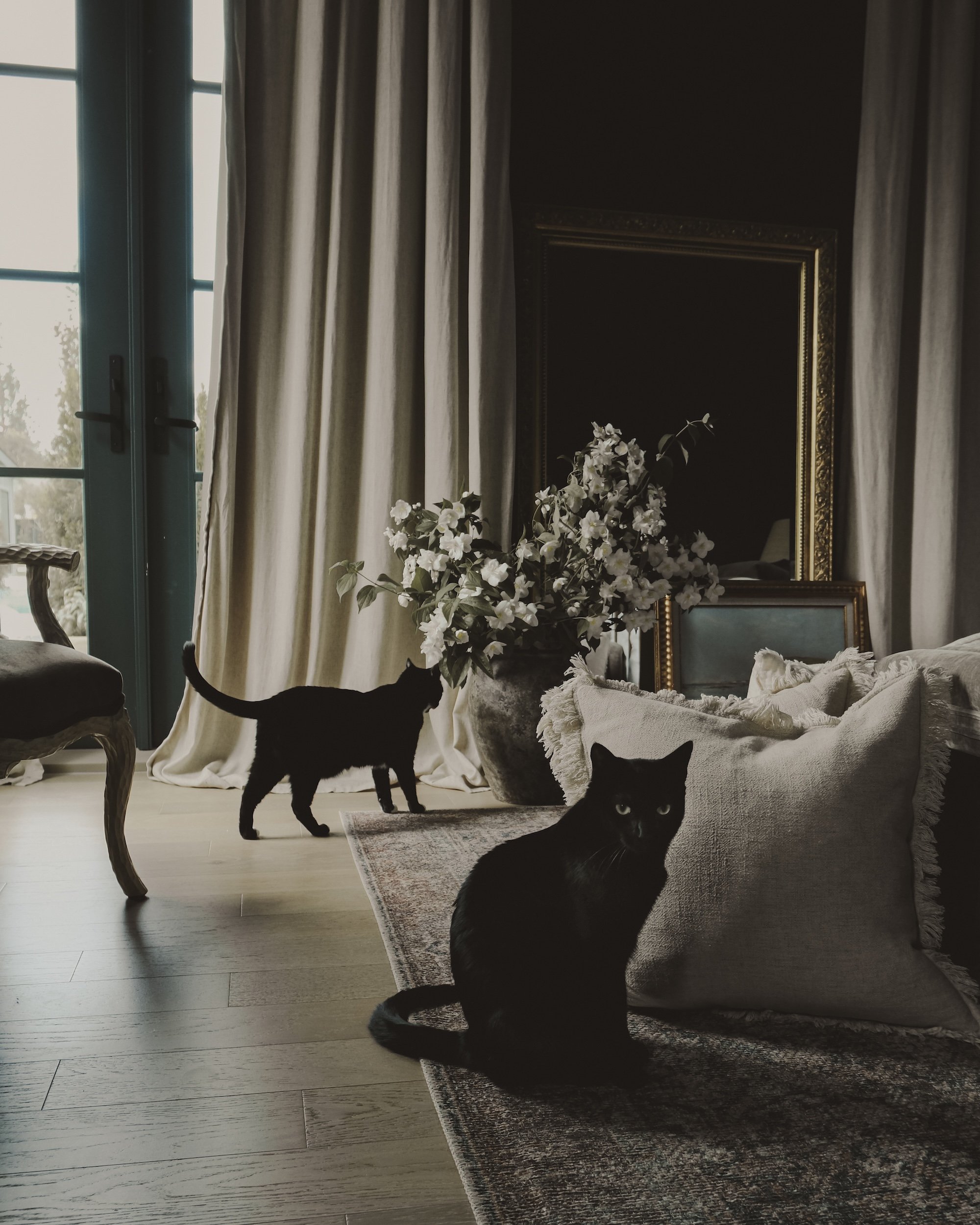 Two black cats in a luxurious living room with cream curtains, a large vase with white flowers, framed pictures, and a mirror.