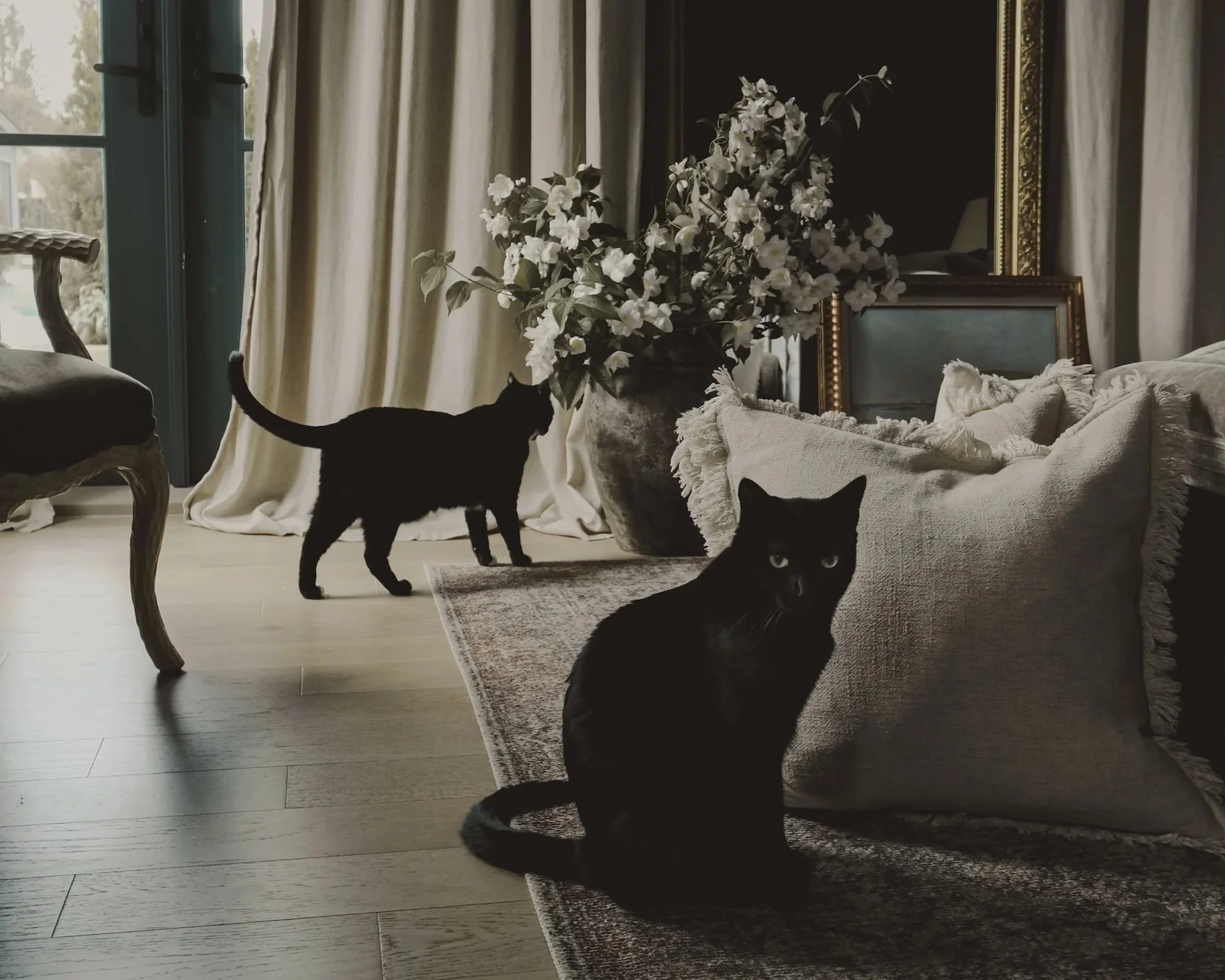 Two black cats in a luxurious living room with a large vase of white flowers, framed pictures, and a sofa with beige cushions.
