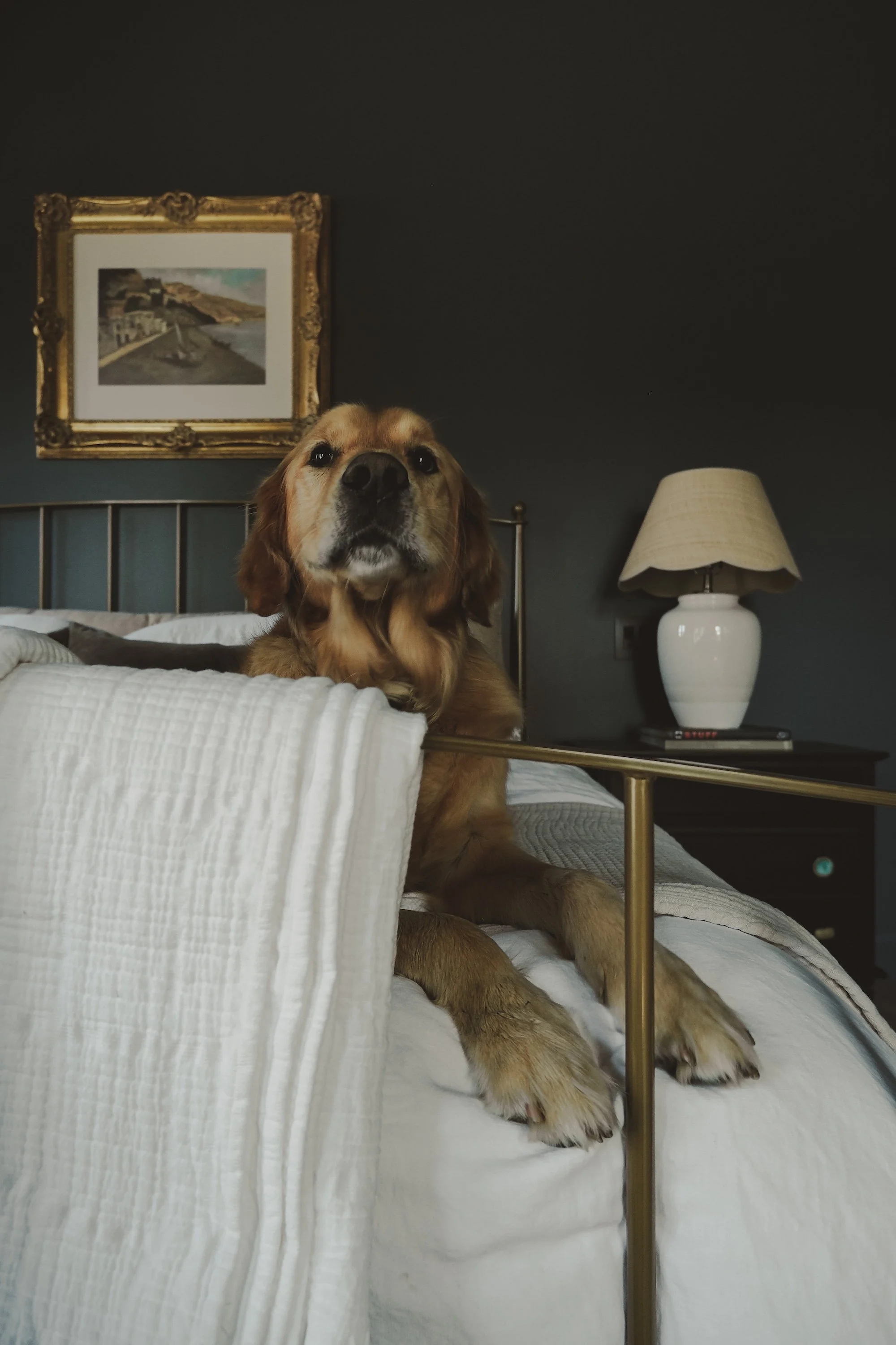 A golden retriever dog resting on a bed with a metal headboard, looking towards the camera, in a bedroom with dark-colored walls, a framed painting, a white lampshade, and a dark bedside table.