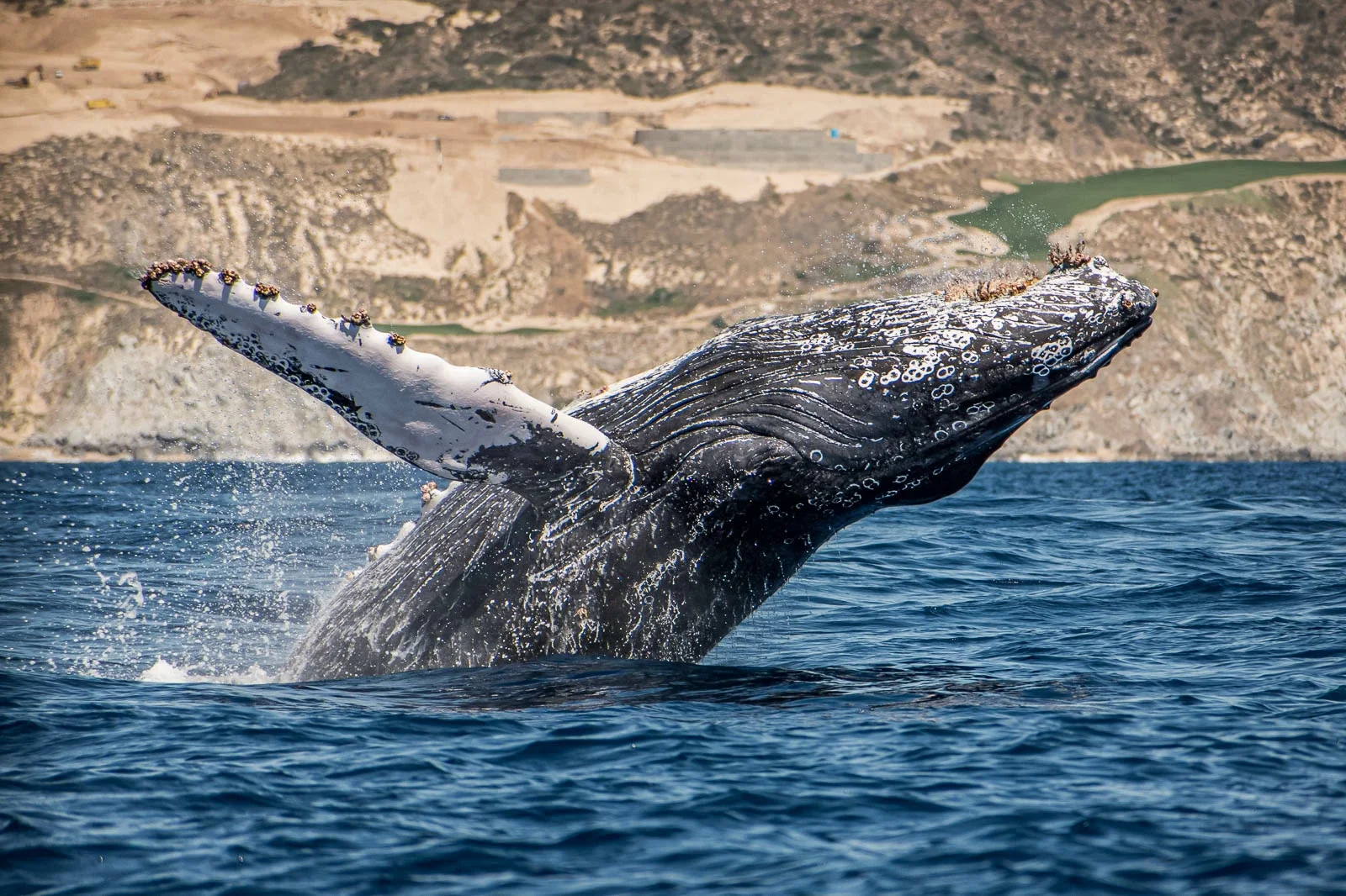 Cabo-Trek-Los-Cabos-Whale-Watching-and-Diving.jpg.webp
