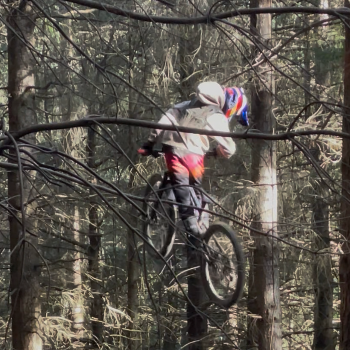 A person riding a mountain bike through a dense forest with tall trees and tangled branches.